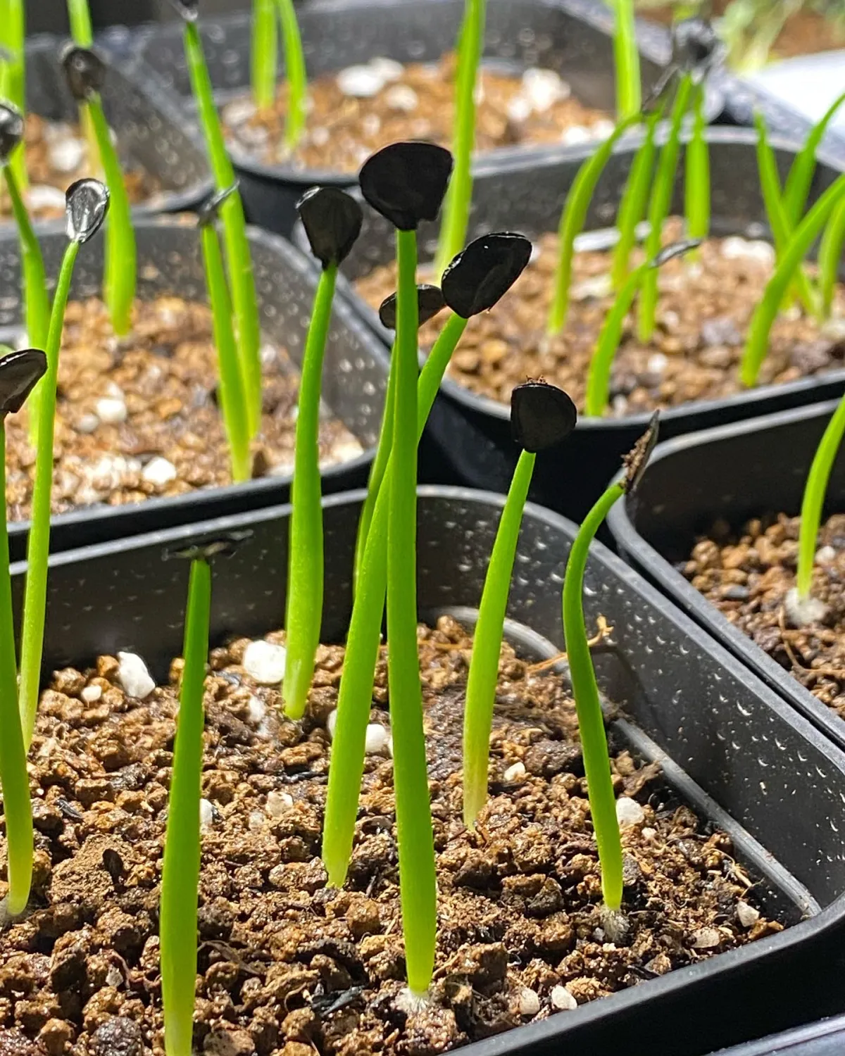 Agave parryi subsp. parryi (アガベ パリー)