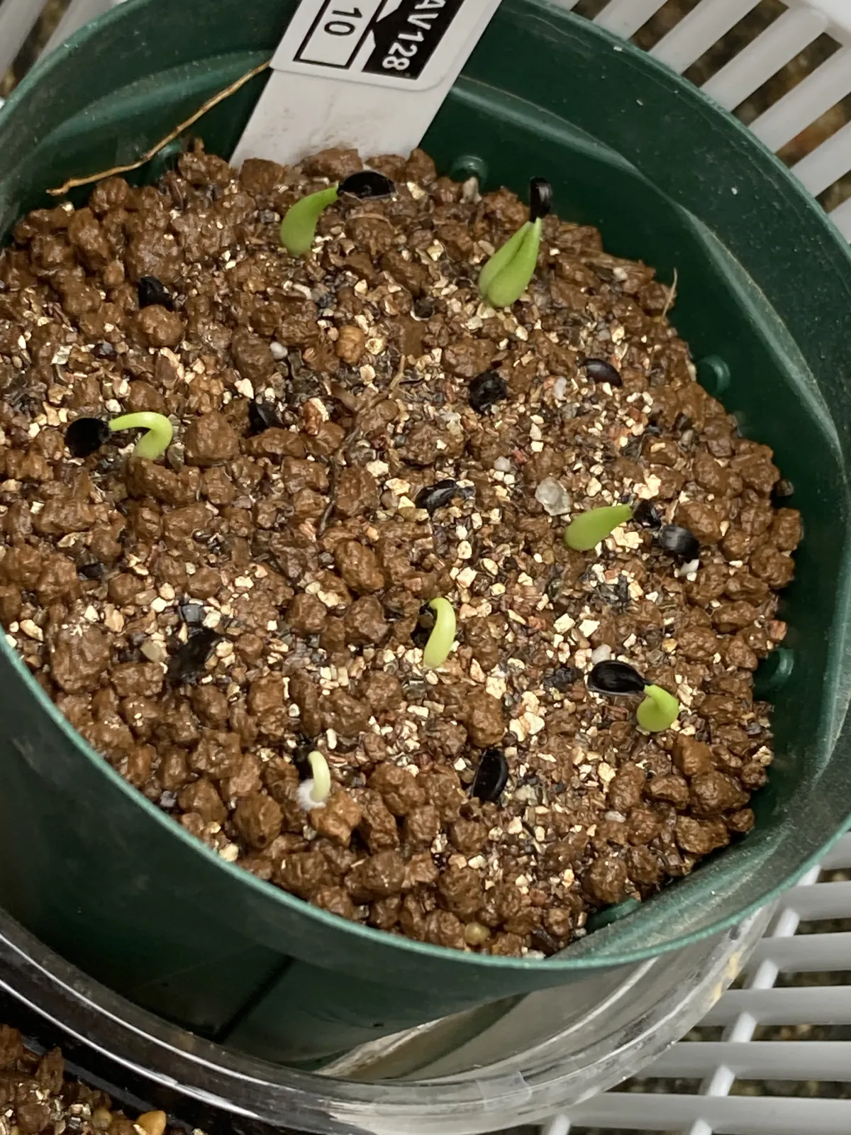 Agave striata subsp. striata (アガベ ストリアータ)