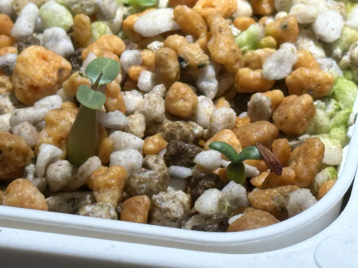 Pachypodium rosulatum var. gracilius (パキポディウム グラキリス)