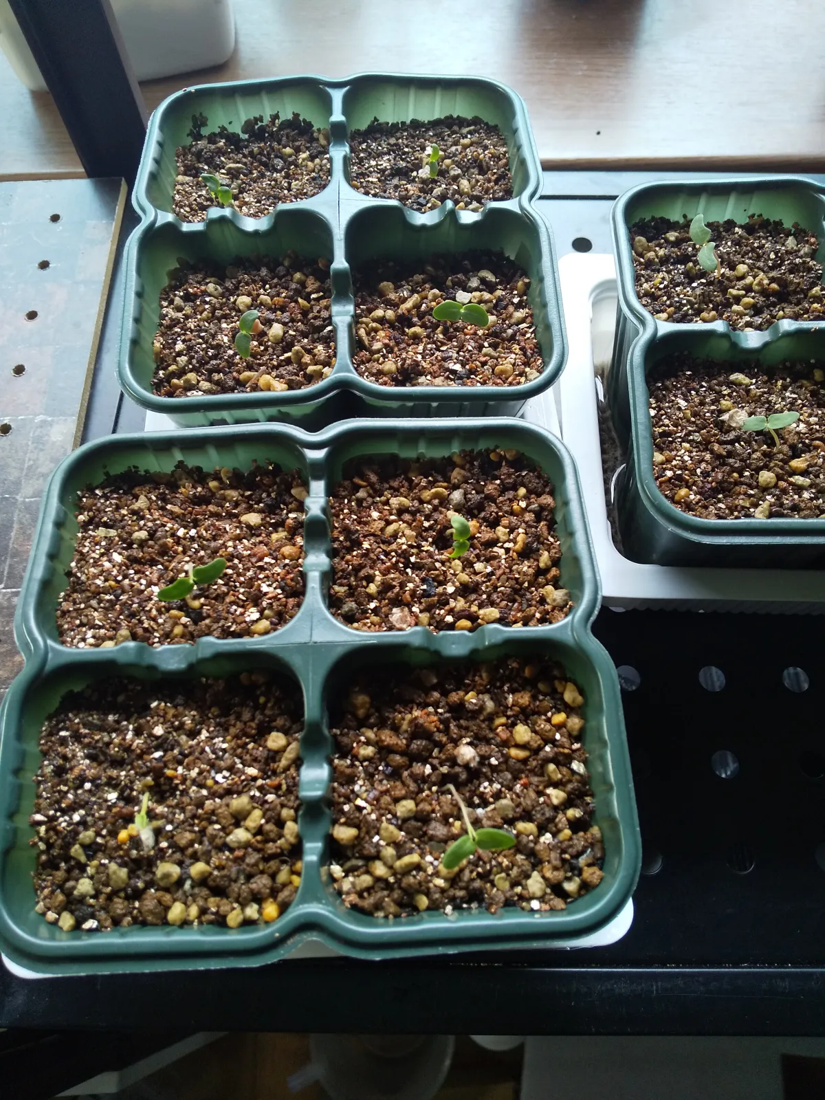 Pachycormus discolor (パキコルムス ディスカラー)