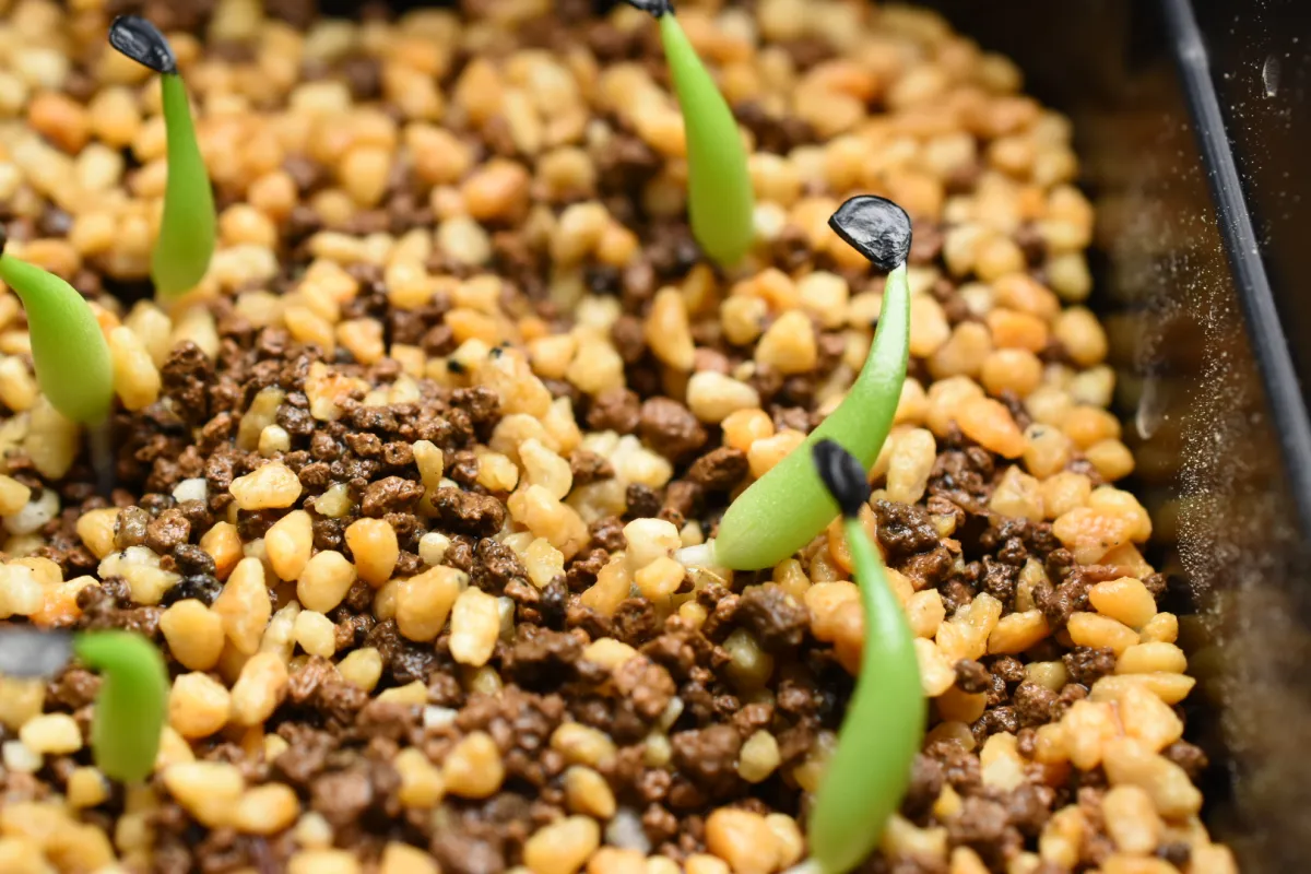 Agave victoriae-reginae ssp. swobodae 'Compacta' (アガベ スワボダエ コンパクタ‘’)