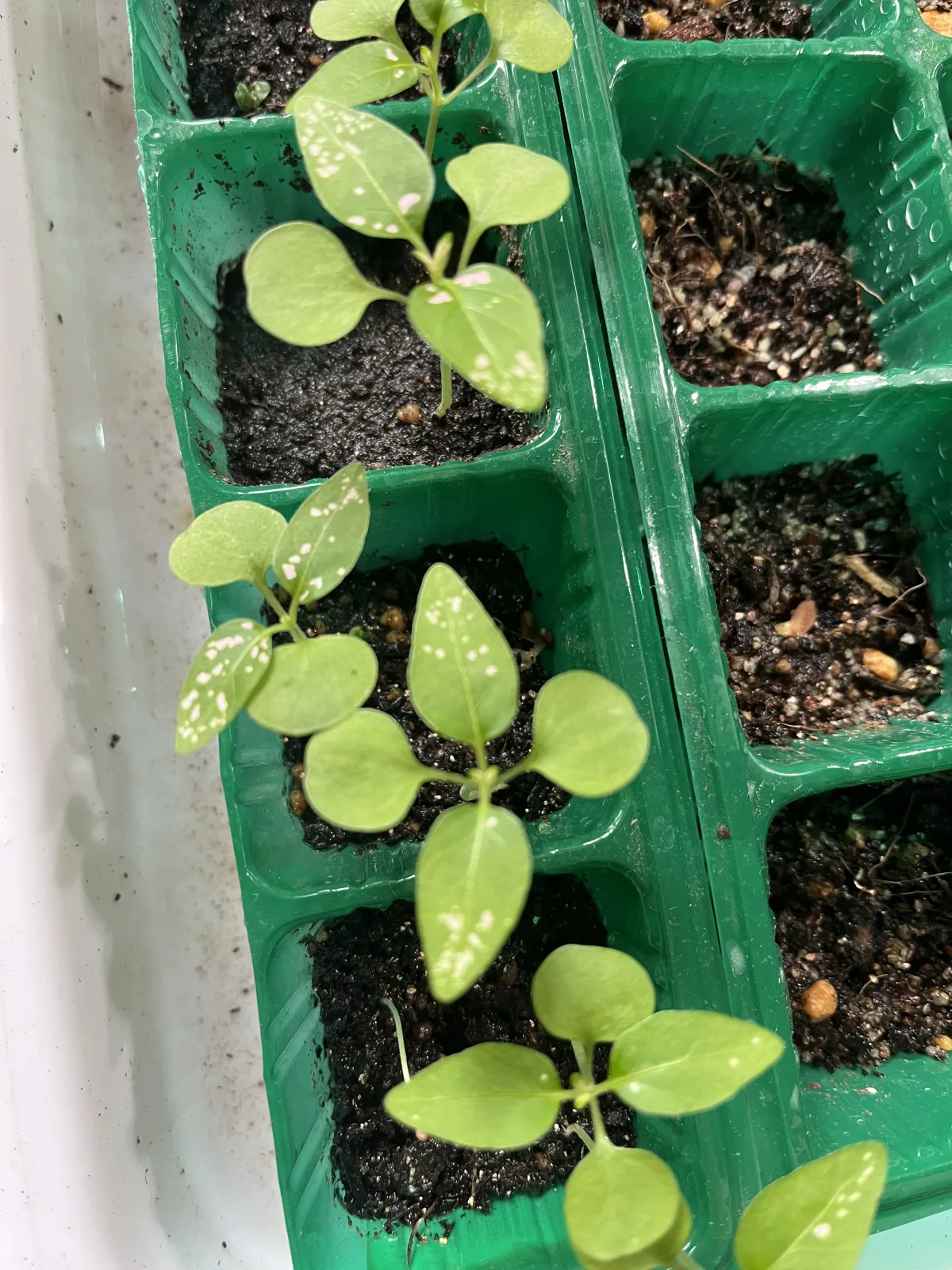 Hypoestes phyllostachya Pink (ヒポエステス フィロスタキア ピンク)