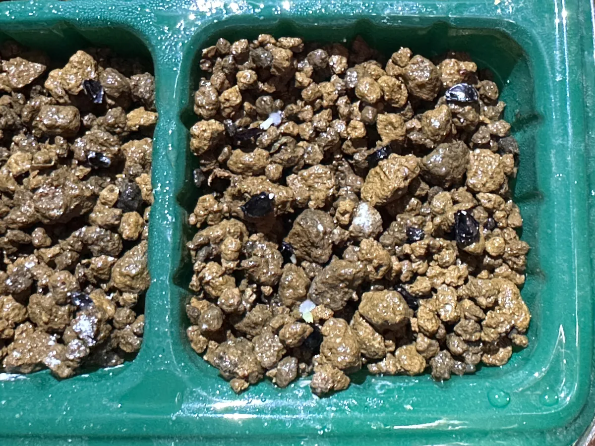 Agave horrida 'Chocolate Thorn' (アガベ ホリダ チョコレートソーン)