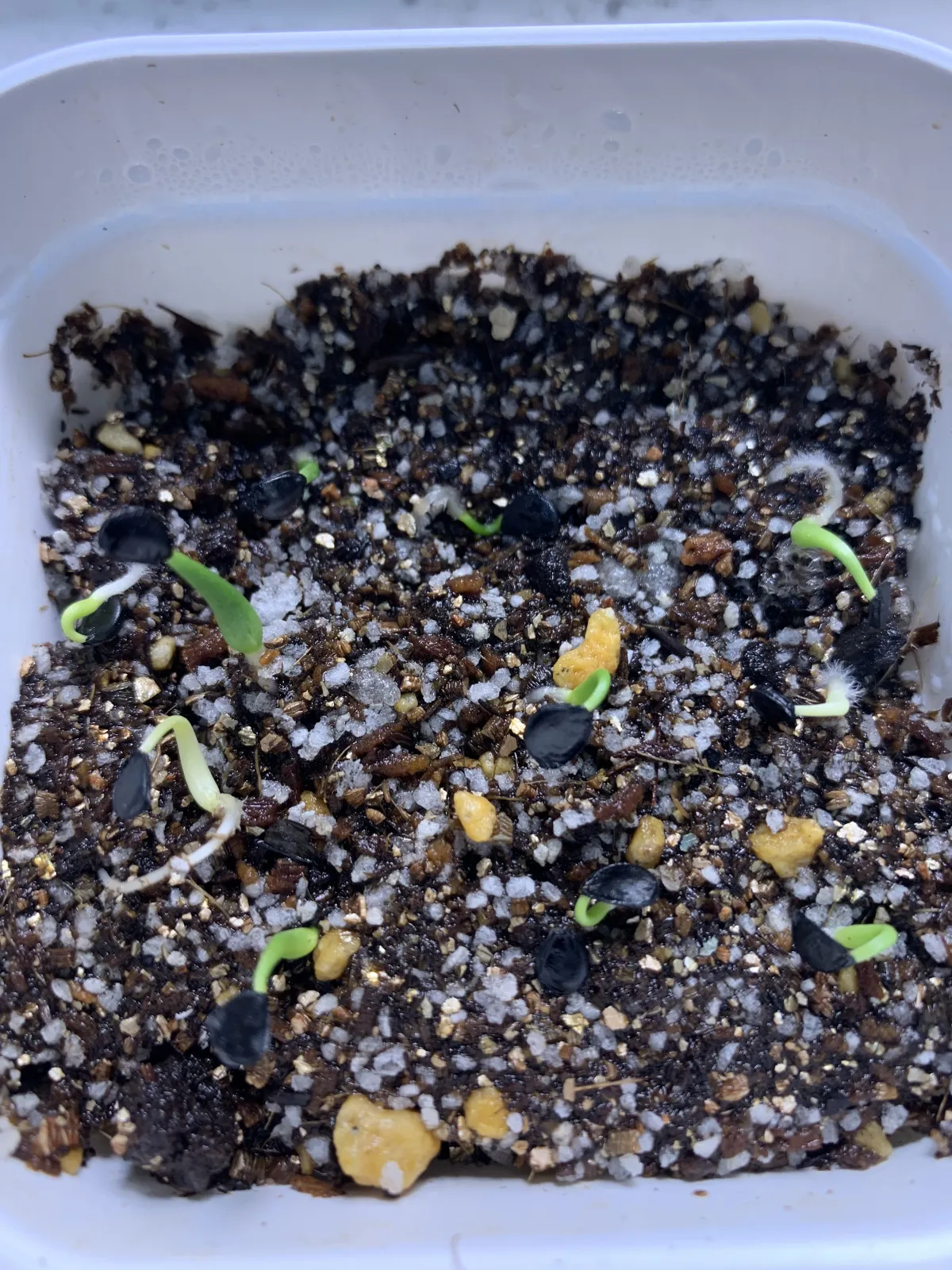 Agave utahensis ssp. utahensis (アガベ ユタエンシス)