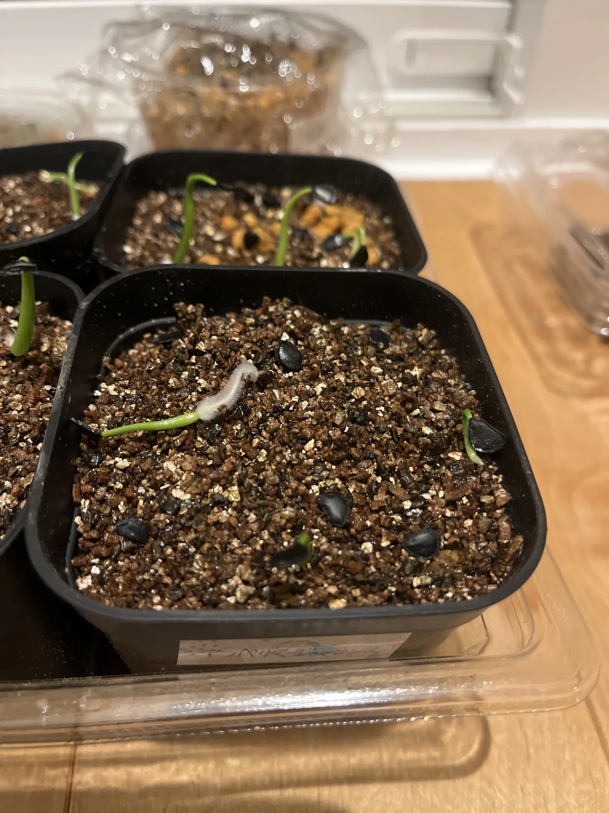 Agave asperrima ssp. zarcensis (アガベ アスペリーマ ザルセンシス)