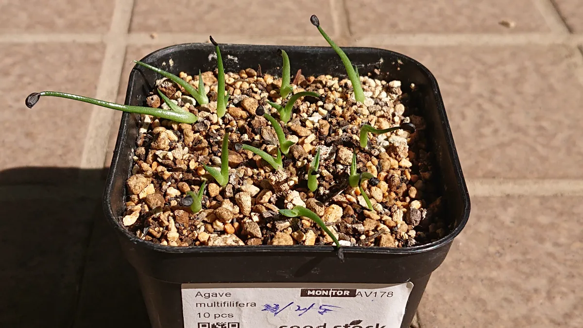 Agave multifilifera (アガベ マルチフィリフェラ)