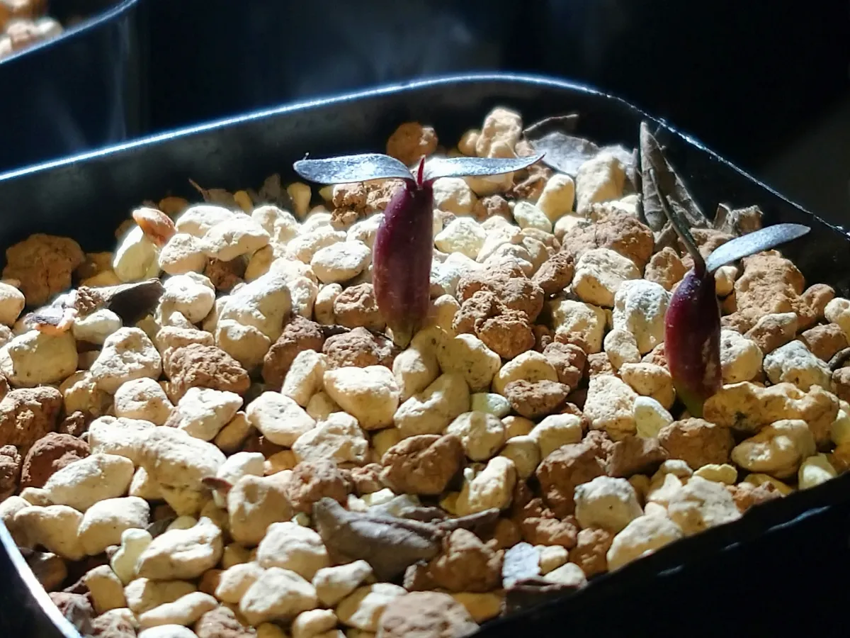 Pachypodium rosulatum var. gracilius (パキポディウム グラキリス)