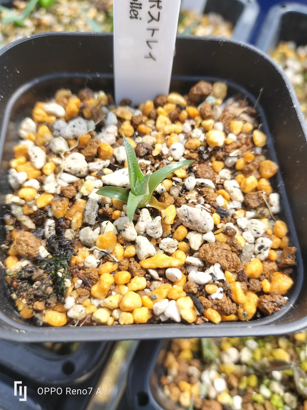 Dyckia marnier-lapostollei (ディッキア マルニエルラポストレイ)