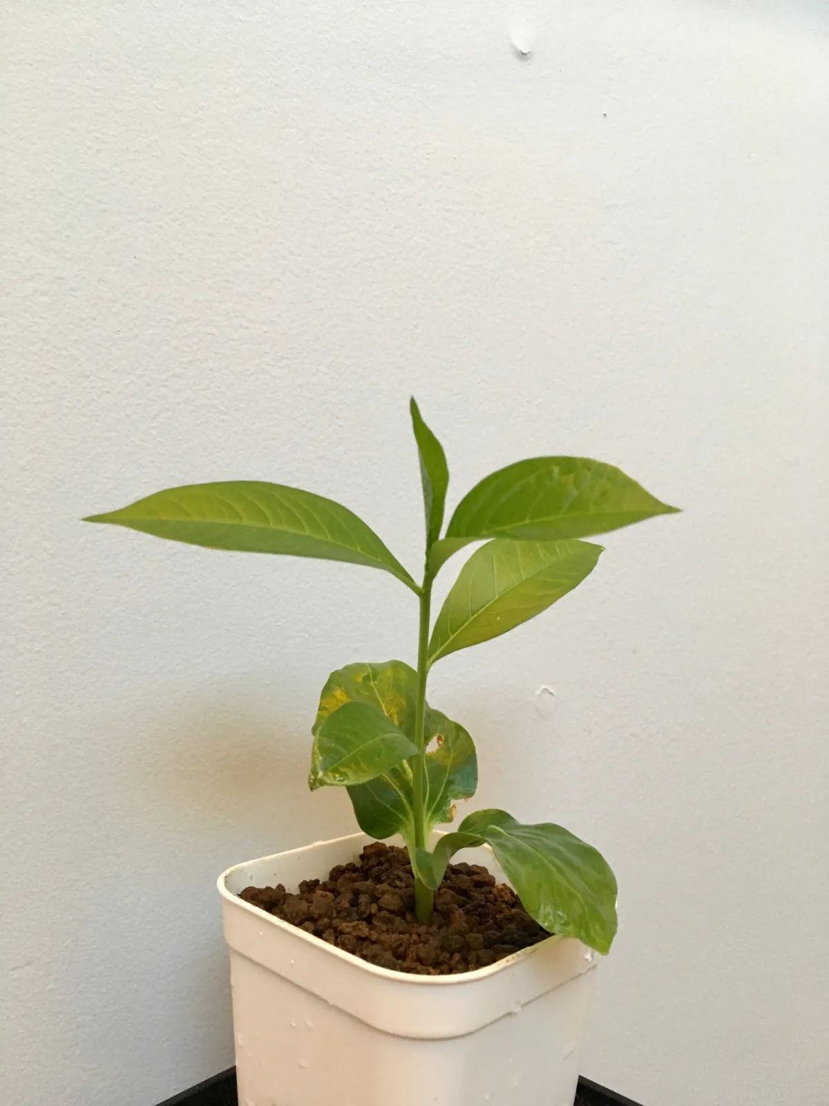 Adansonia digitata (アダンソニア（バオバブ） ディギタータ)