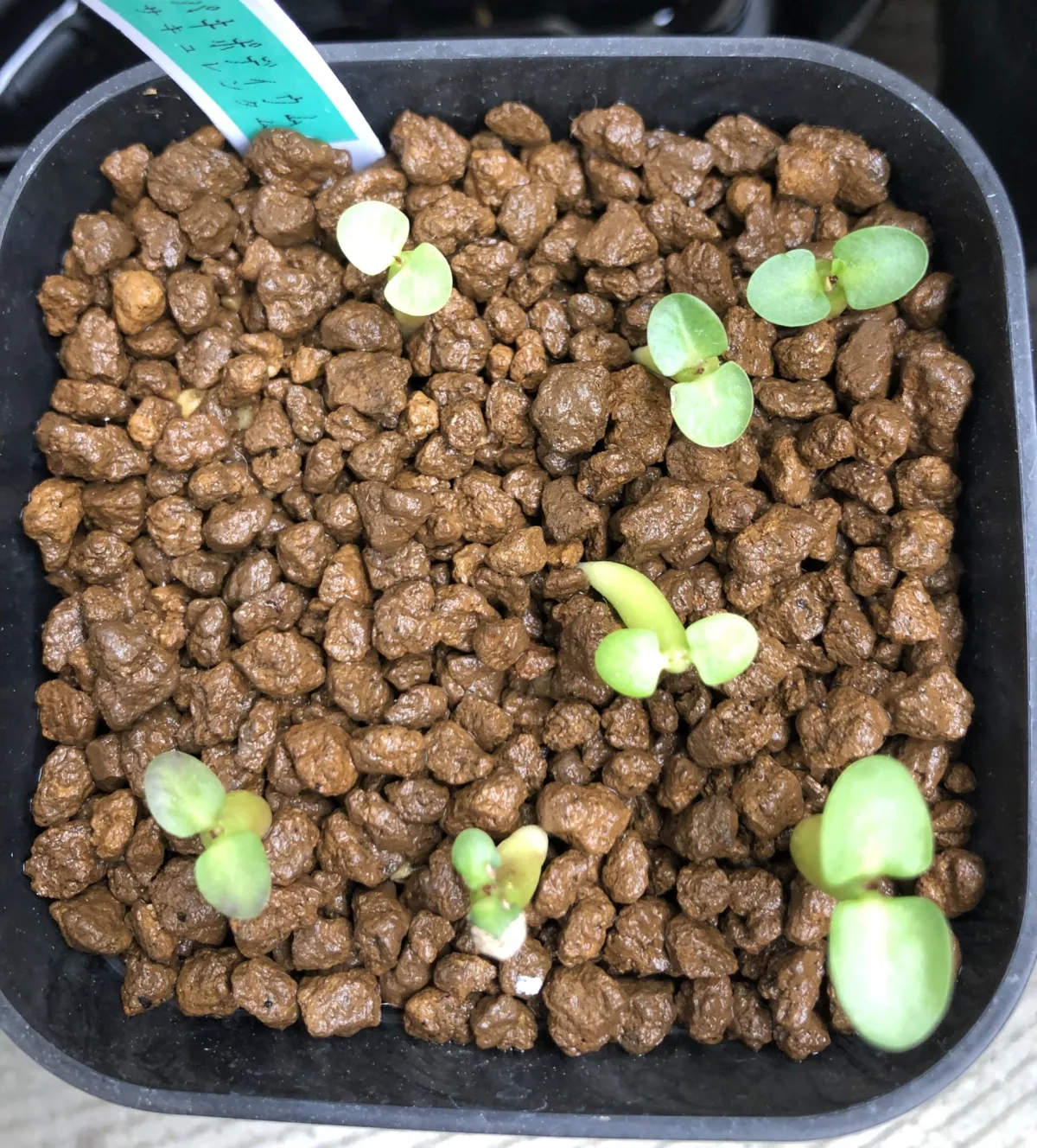 Pachypodium succulentum (パキポディウム サキュレンタム 天馬空)