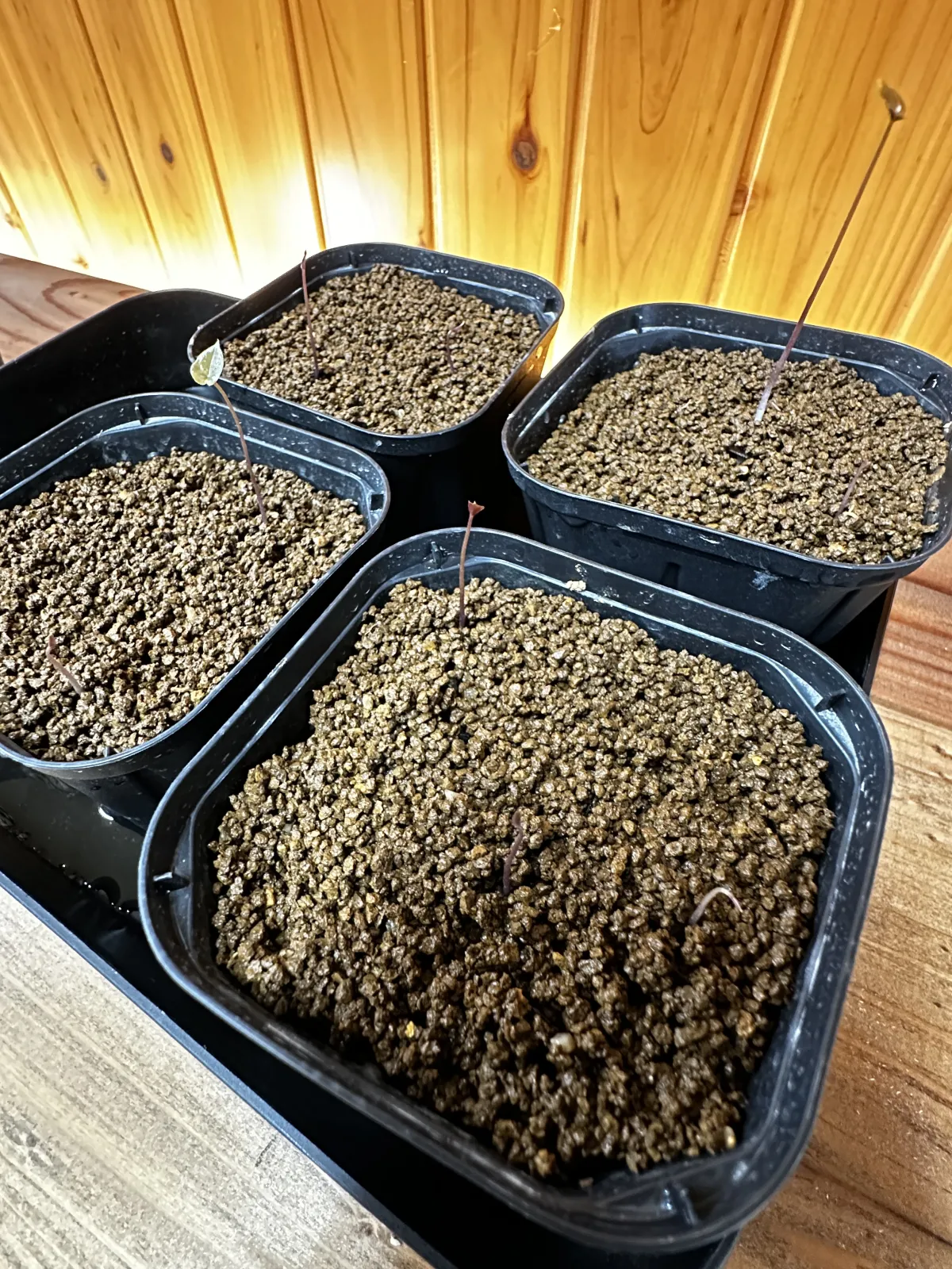 Dioscorea elephantipes (ディオスコレア エレファンティペス アフリカ亀甲竜)