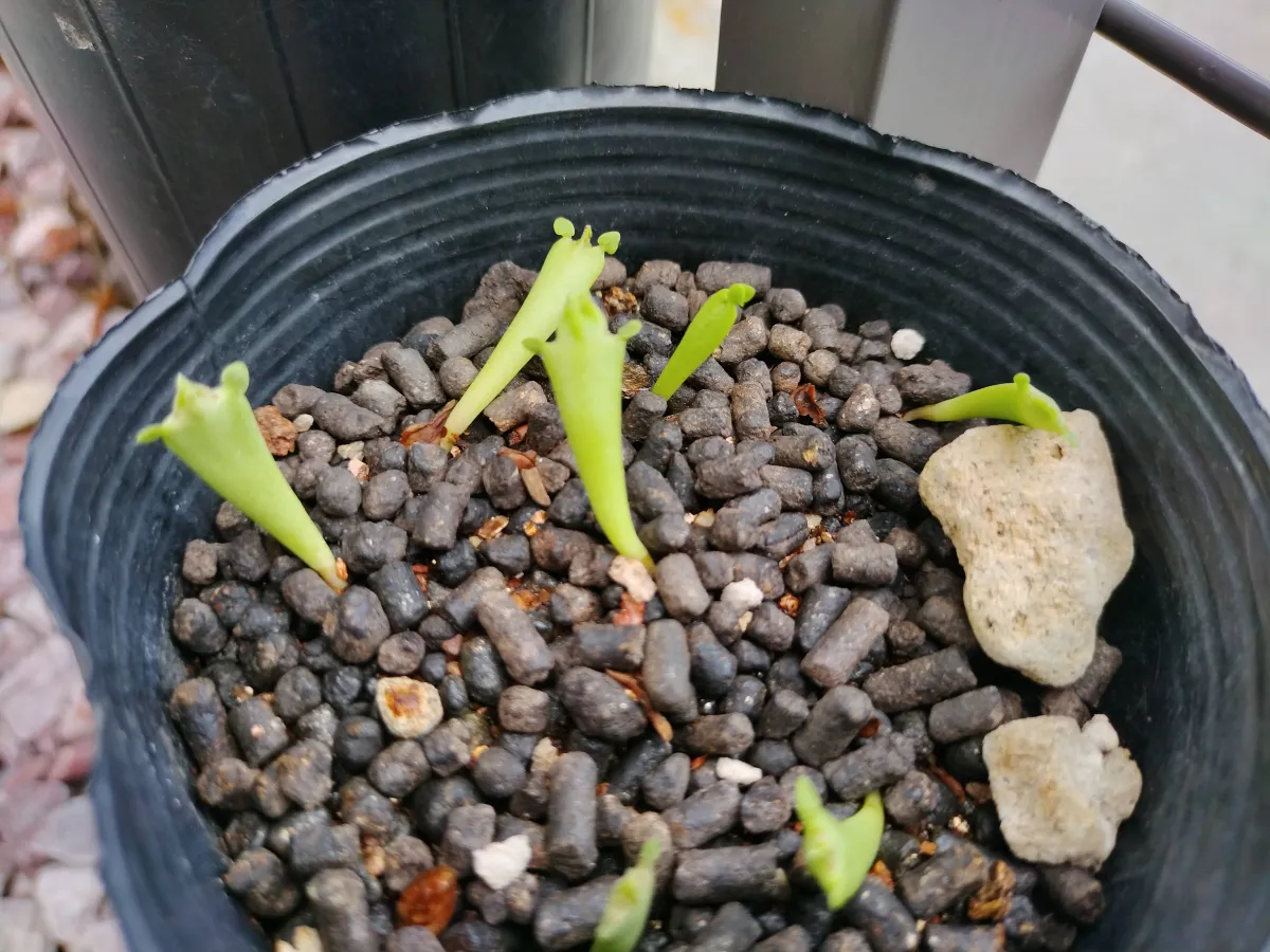 Stapelia gigantea (スタペリア ギガンテア)