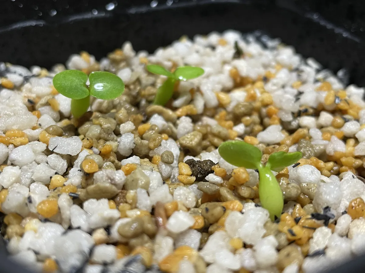 Pachypodium enigmaticum (パキポディウム エニグマチカム)