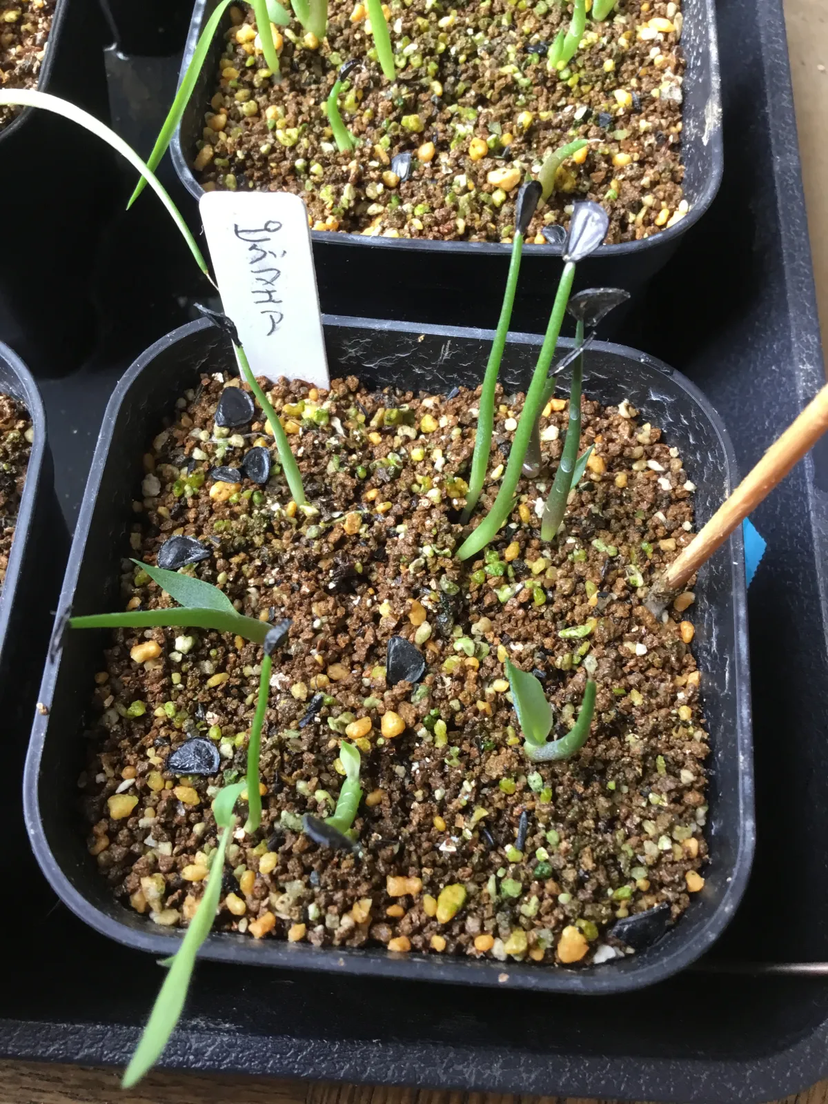 Agave seemanniana (アガベ ピグマエア)