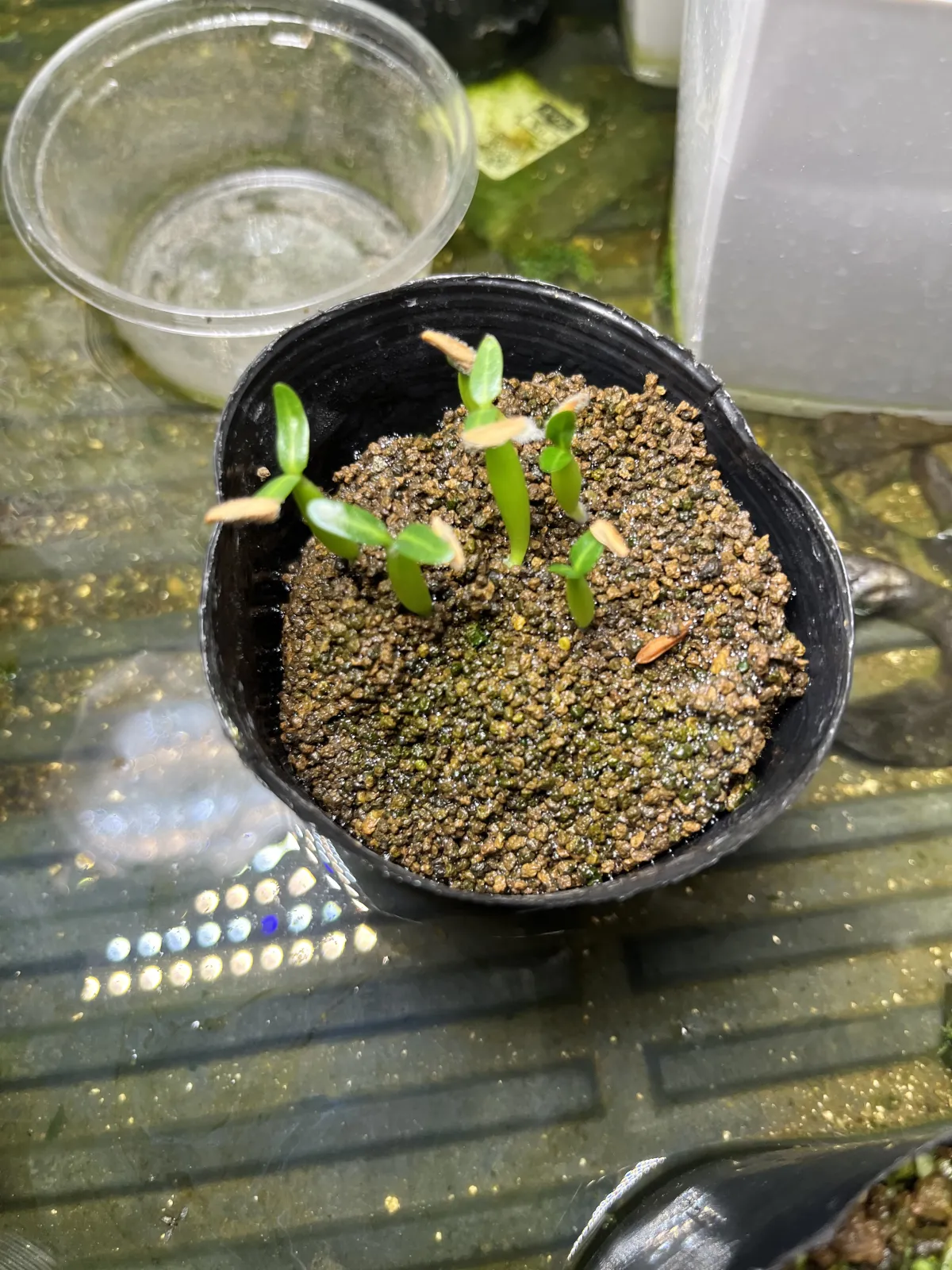 Pachypodium rosulatum var. gracilius (パキポディウム グラキリス)