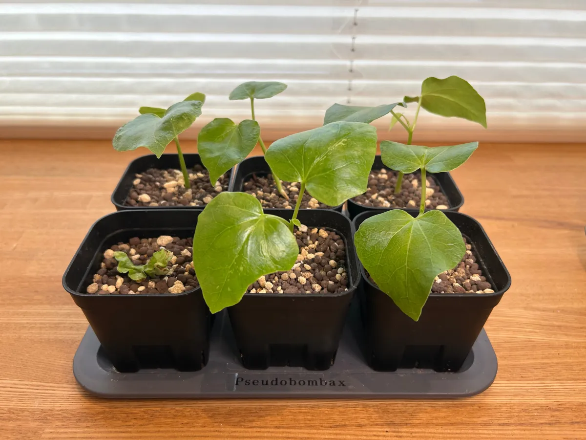 Pseudobombax ellipticum 'Alba' (セウドボンバックス エリプティカム アルバム)