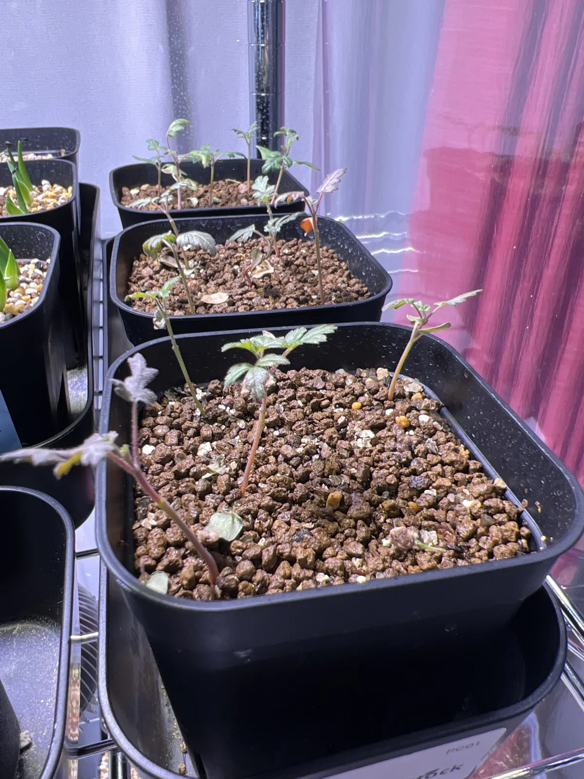 Pachycormus discolor (パキコルムス ディスカラー)