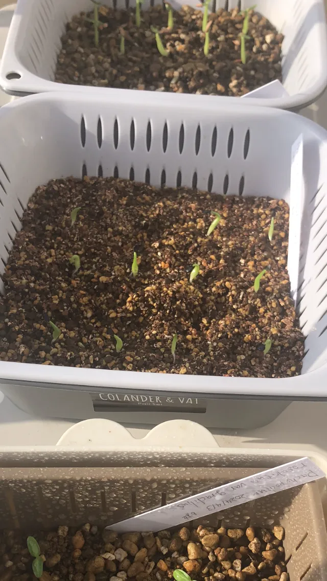 Agave oteroi (アガベ オテロイ)