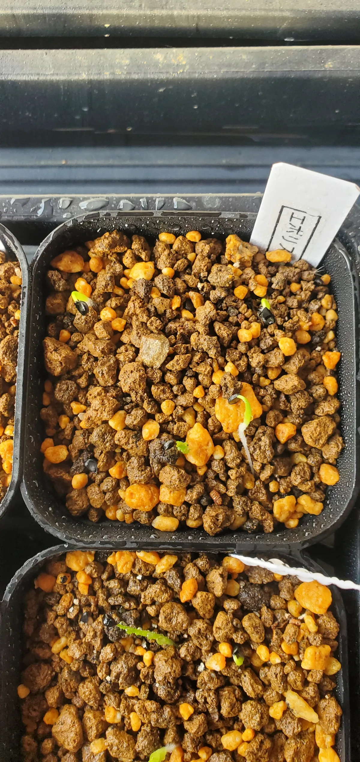  アガベ エボリスピナ ヴェガス 2023 Agave utahensis var. eborispina 'Vegas' Lot.2023