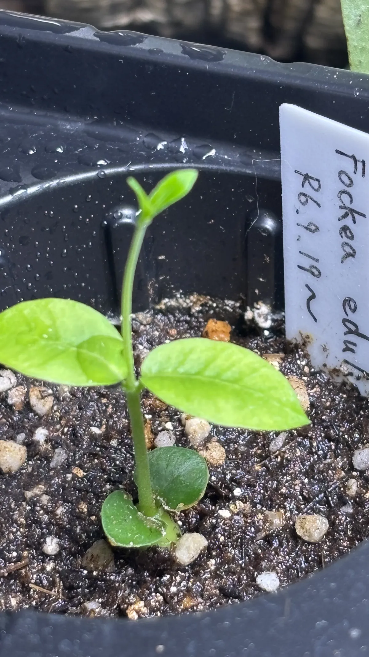 Fockea edulis (フォッケア 火星人)