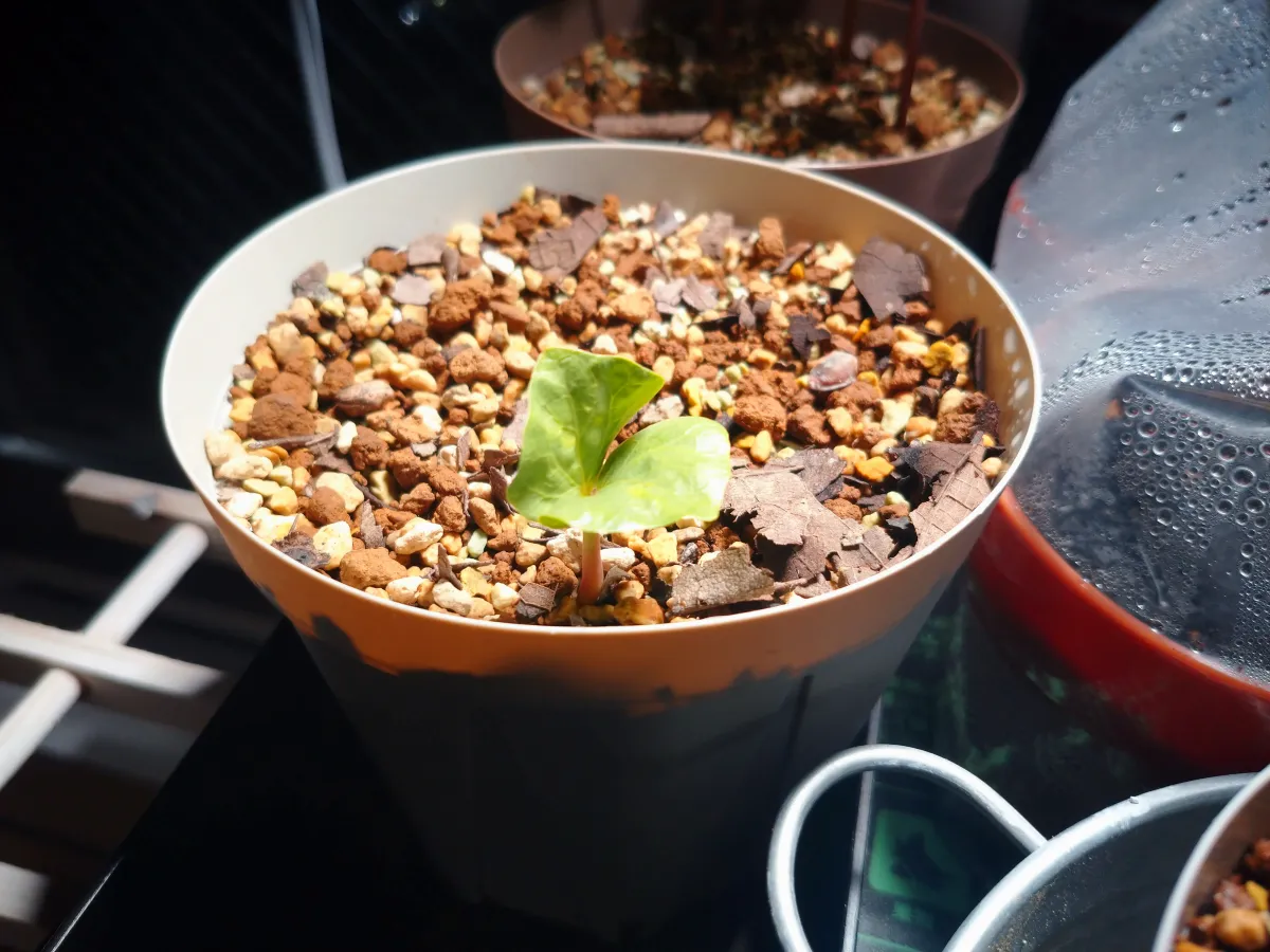 Commiphora wildii (コミフォラ ワイルディ)