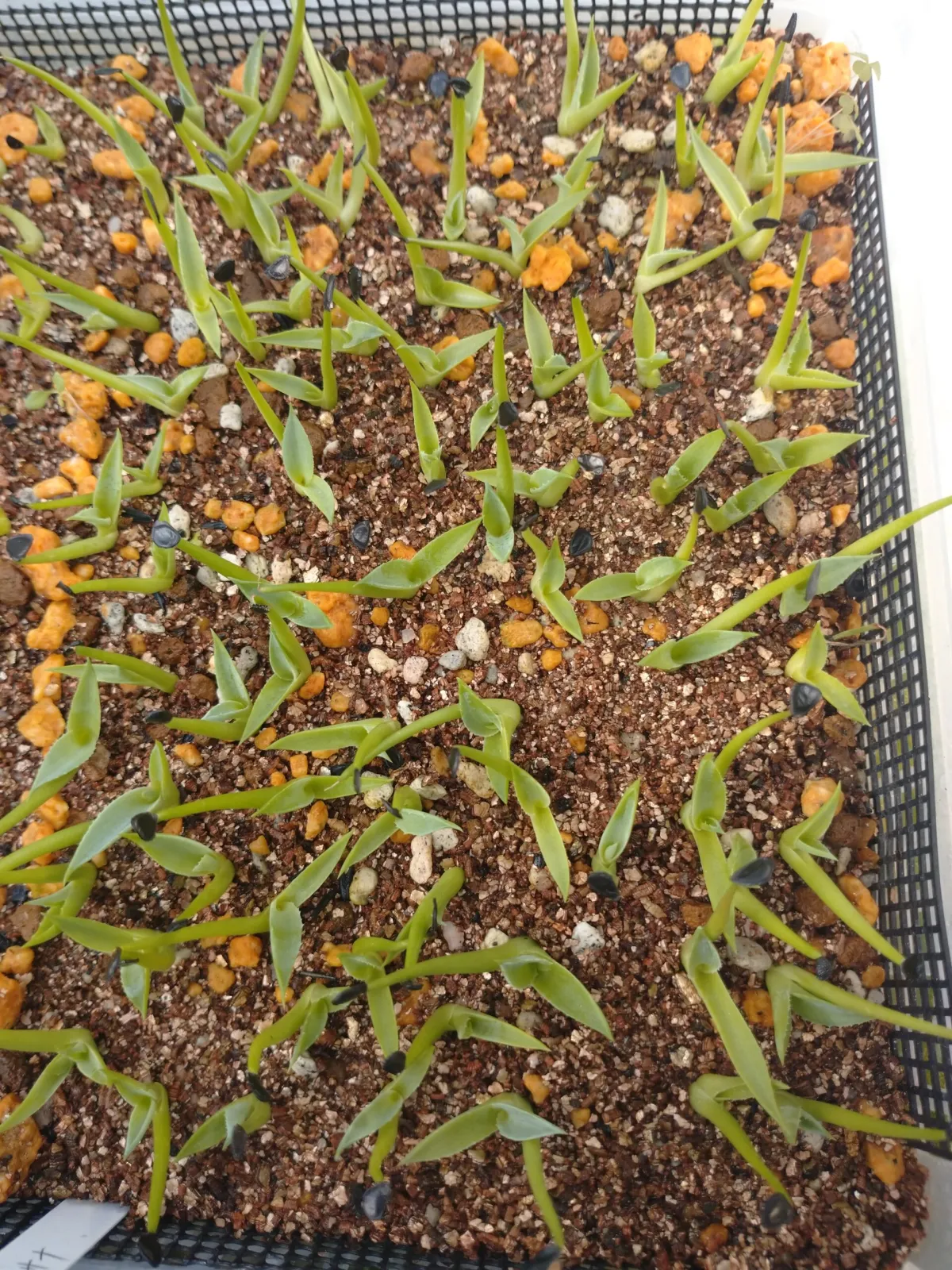 Agave parrasana (アガベ パラサナ)