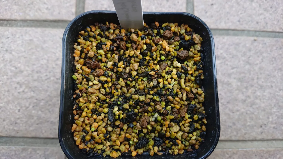 Ariocarpus kotschoubeyanus var. albiflorus (アリオカルプス 姫牡丹)