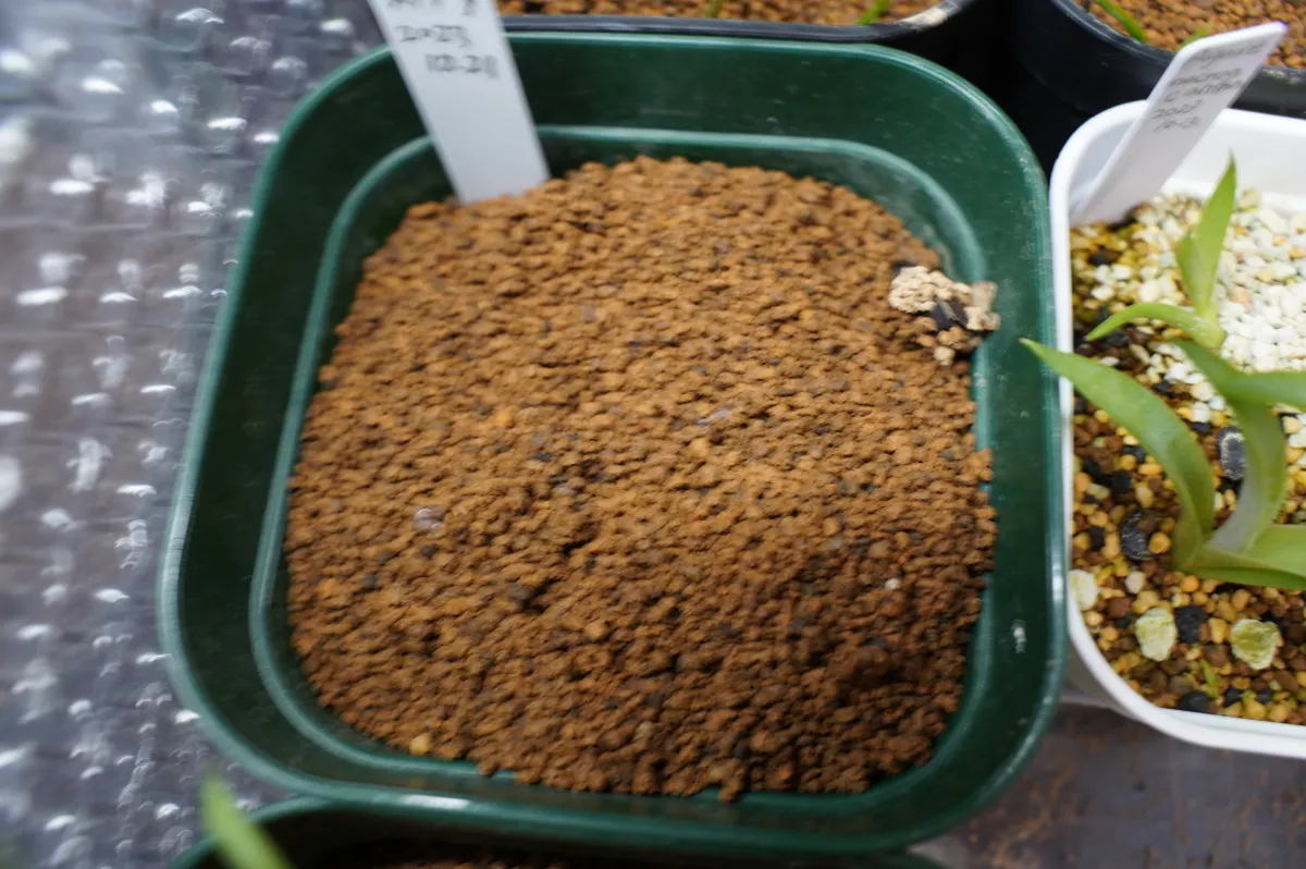 Euphorbia stellata (ユーフォルビア ステラータ 飛竜)