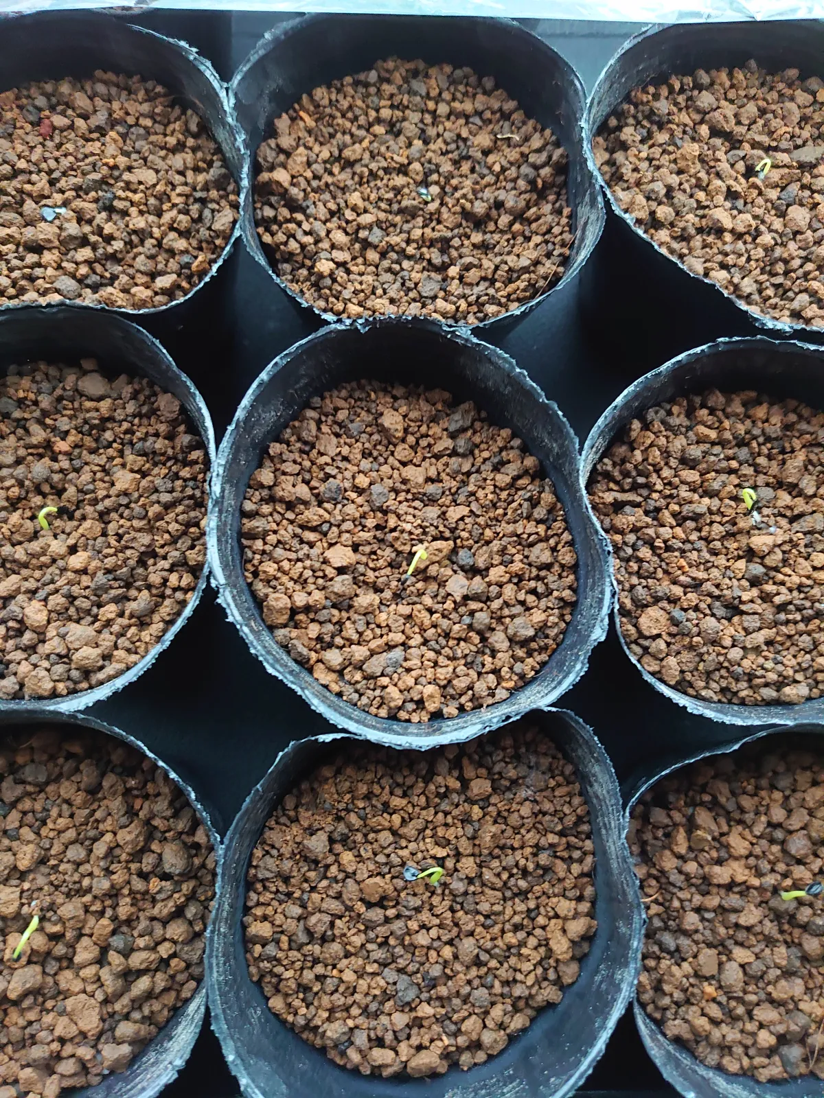 Agave potreriana (アガベ ポトレリアナ)