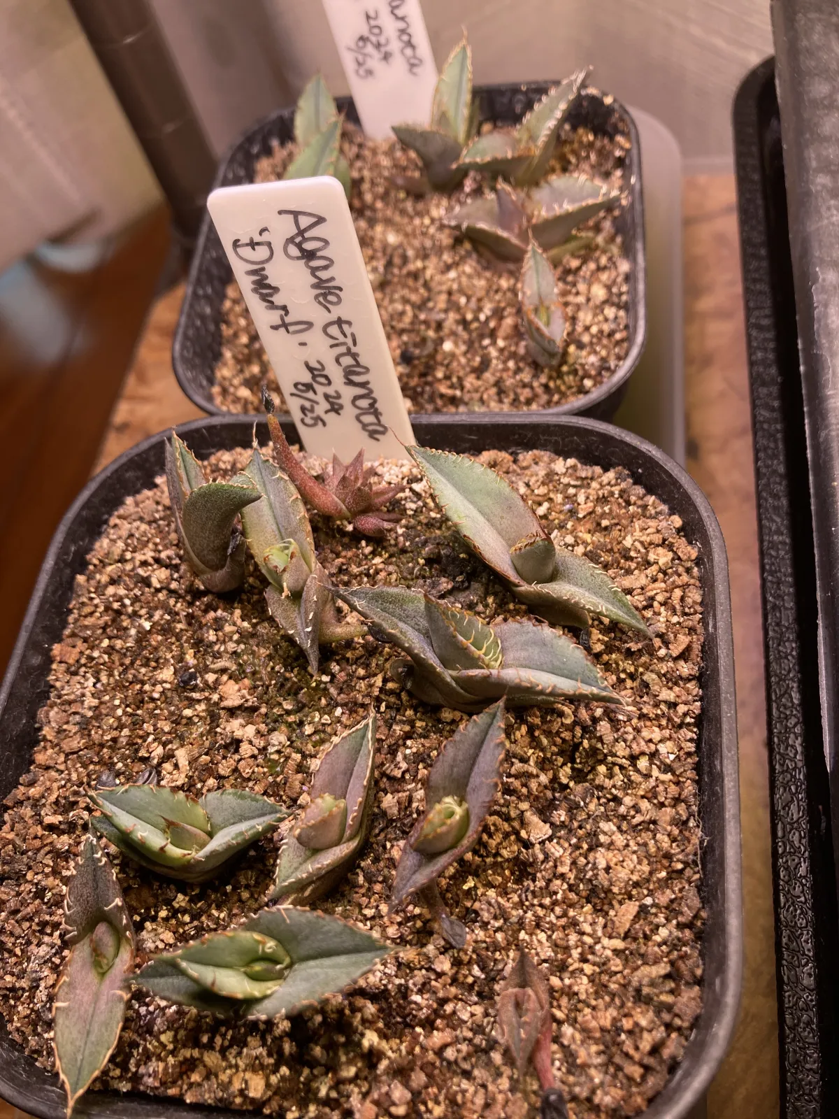 Agave titanota (アガベ チタノタ ドワーフ)