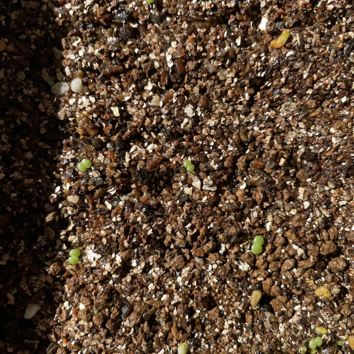 Tylecodon wallichii (ティレコドン ワリチー)