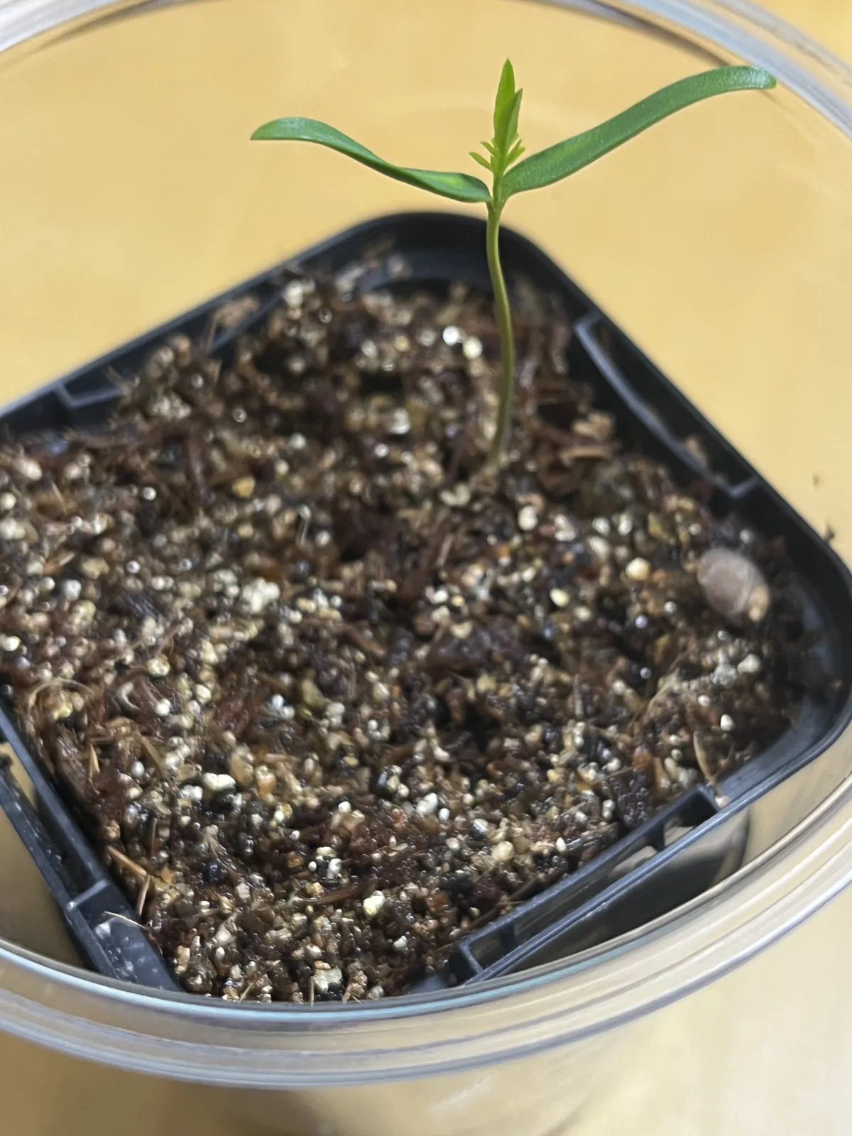 Operculicarya pachypus (オペルクリカリア パキプス)