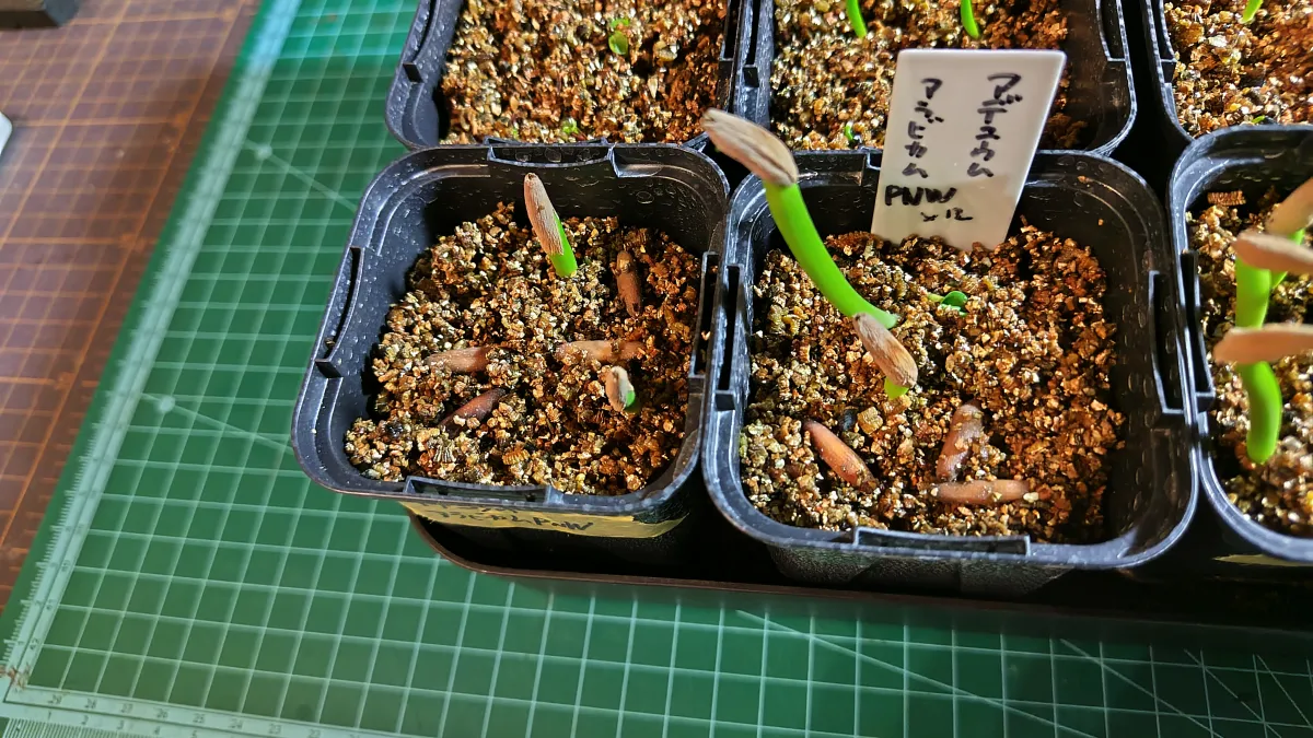 Adenium arabicum (アデニウム アラビカム)