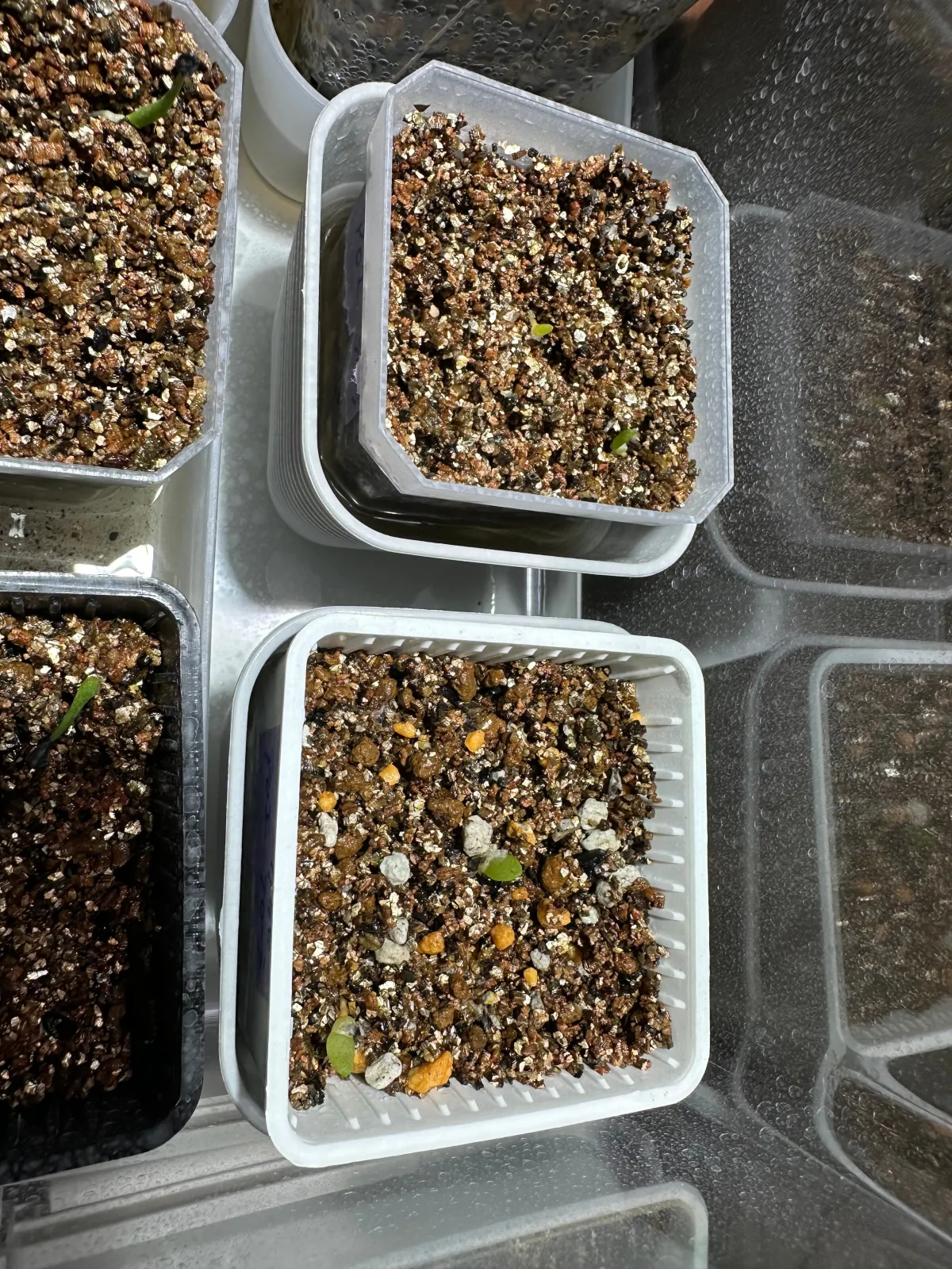 Aloe claviflora (アロエ クラビフローラ)