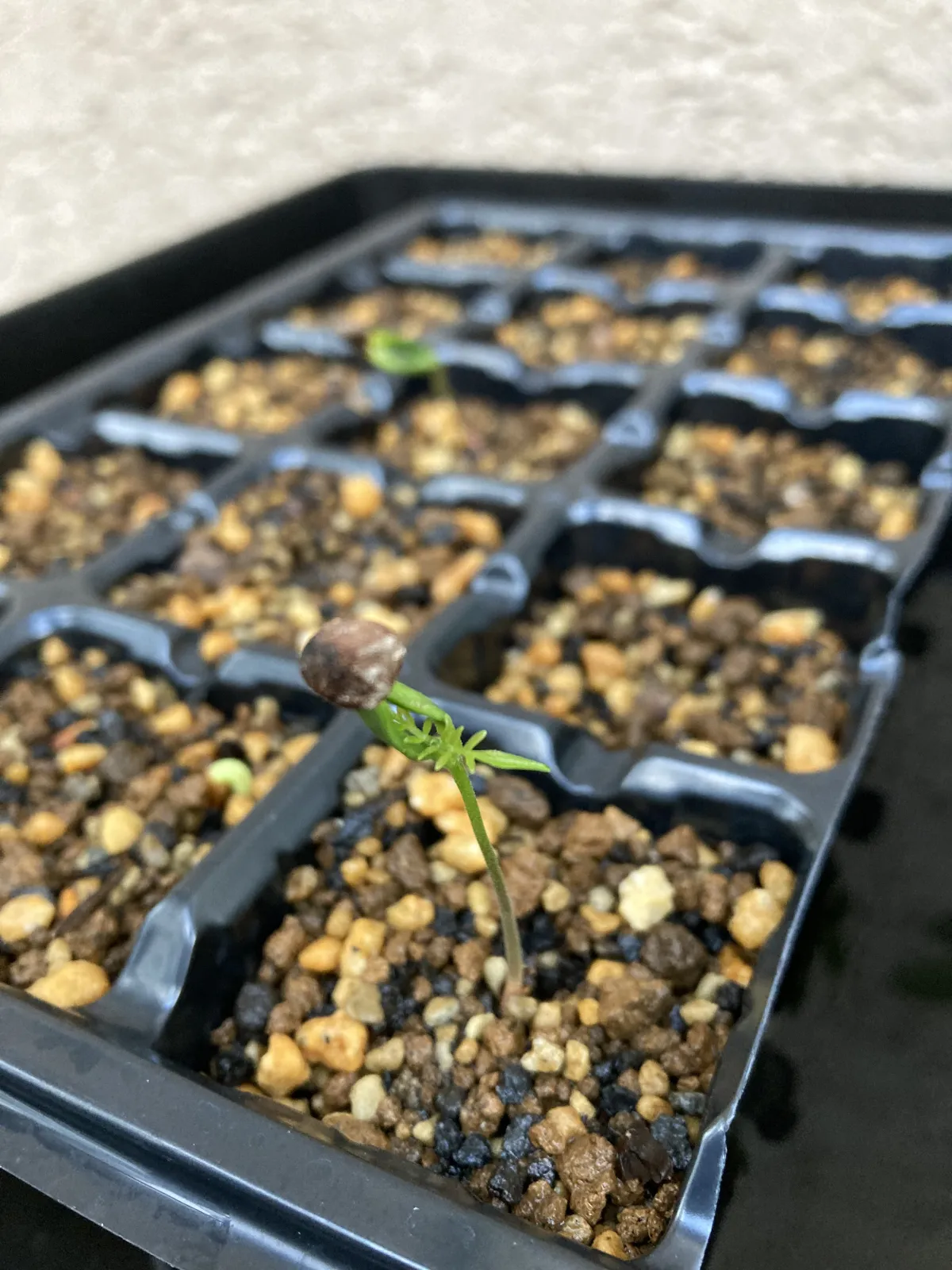 Operculicarya pachypus (オペルクリカリア パキプス)