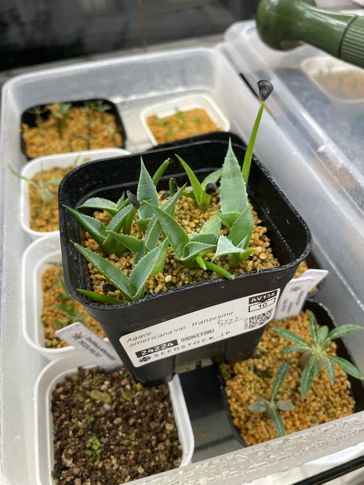 Agave americana var. franzosinii (アガベ フランゾシニー)