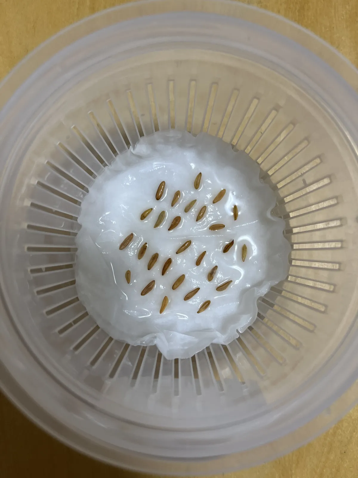 [無料種子] 発芽難 パキポディウム グラキリス　 Pachypodium rosulatum var. gracilius