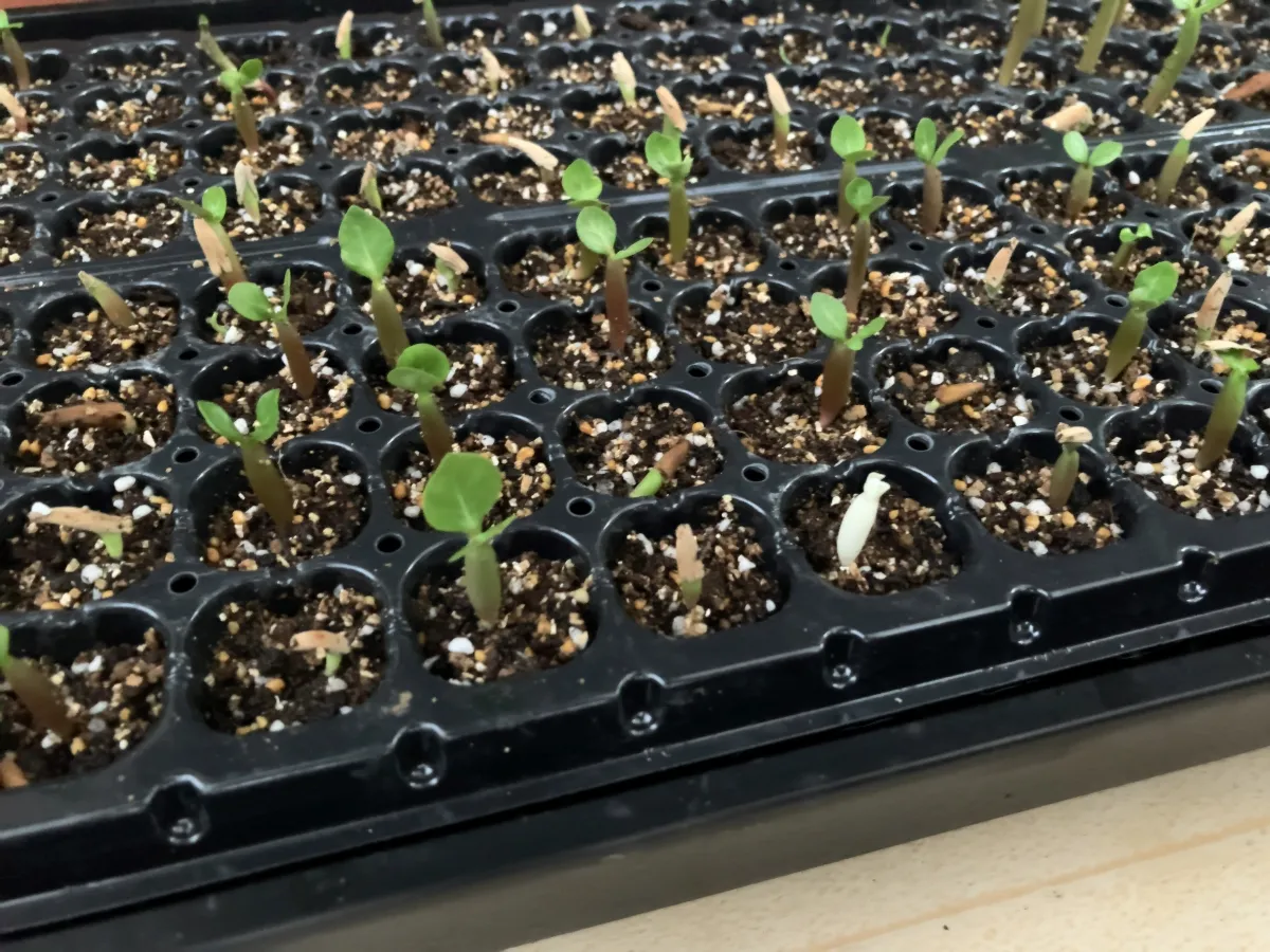 Adenium obesum (アデニウム オベスム)