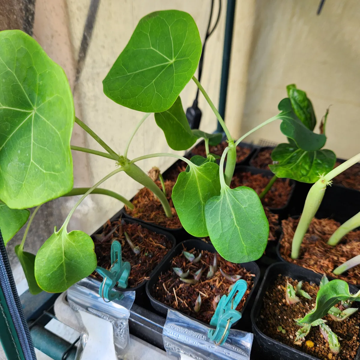 Jatropha podagrica 'Red' (ヤトロファ ポダグリカ レッド 'サンゴ油桐')