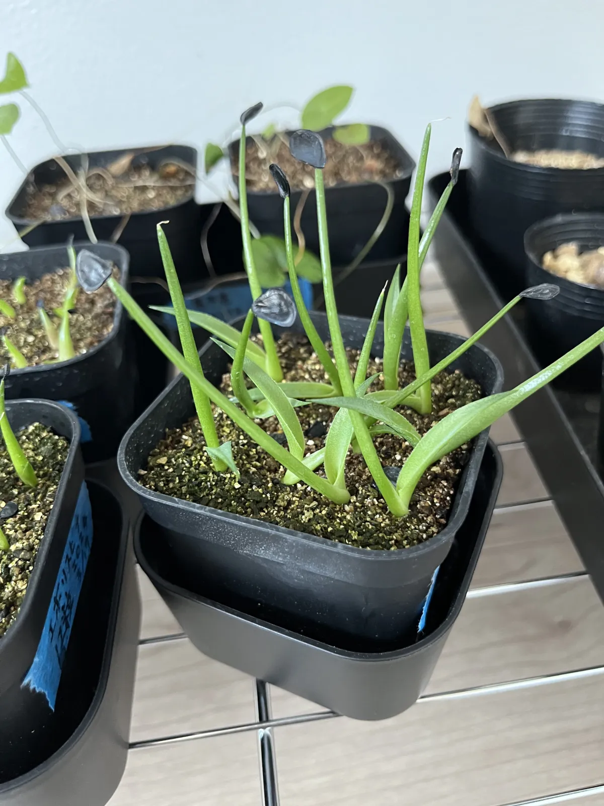 Agave americana ssp. protoamericana (アガベ プロトアメリカーナ)