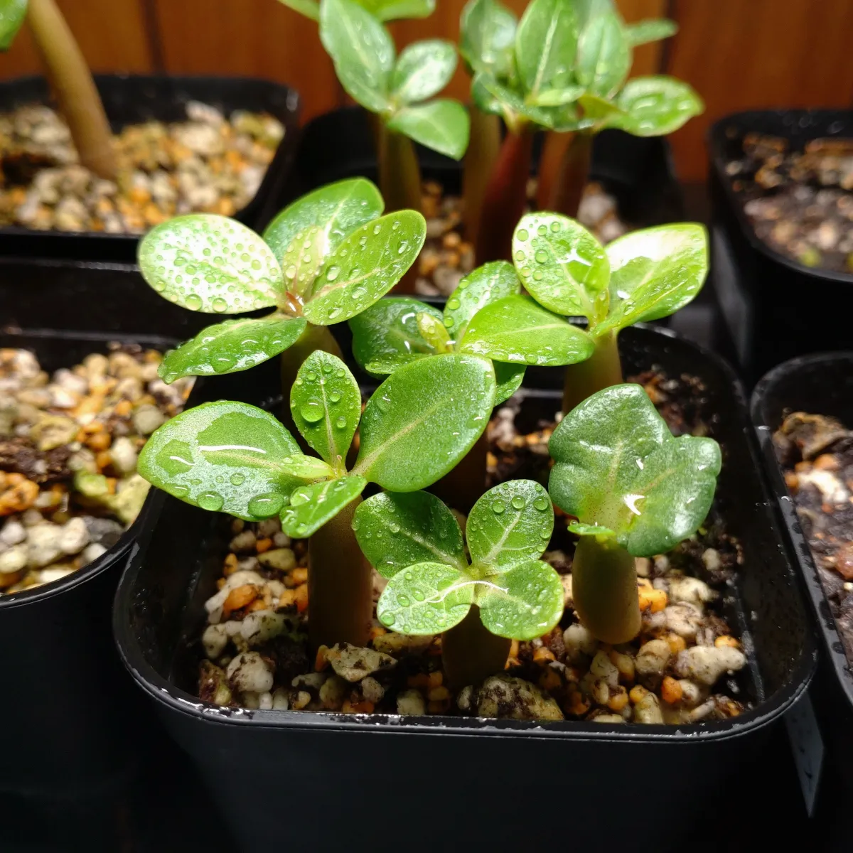 Adenium arabicum (アデニウム エイリアン)