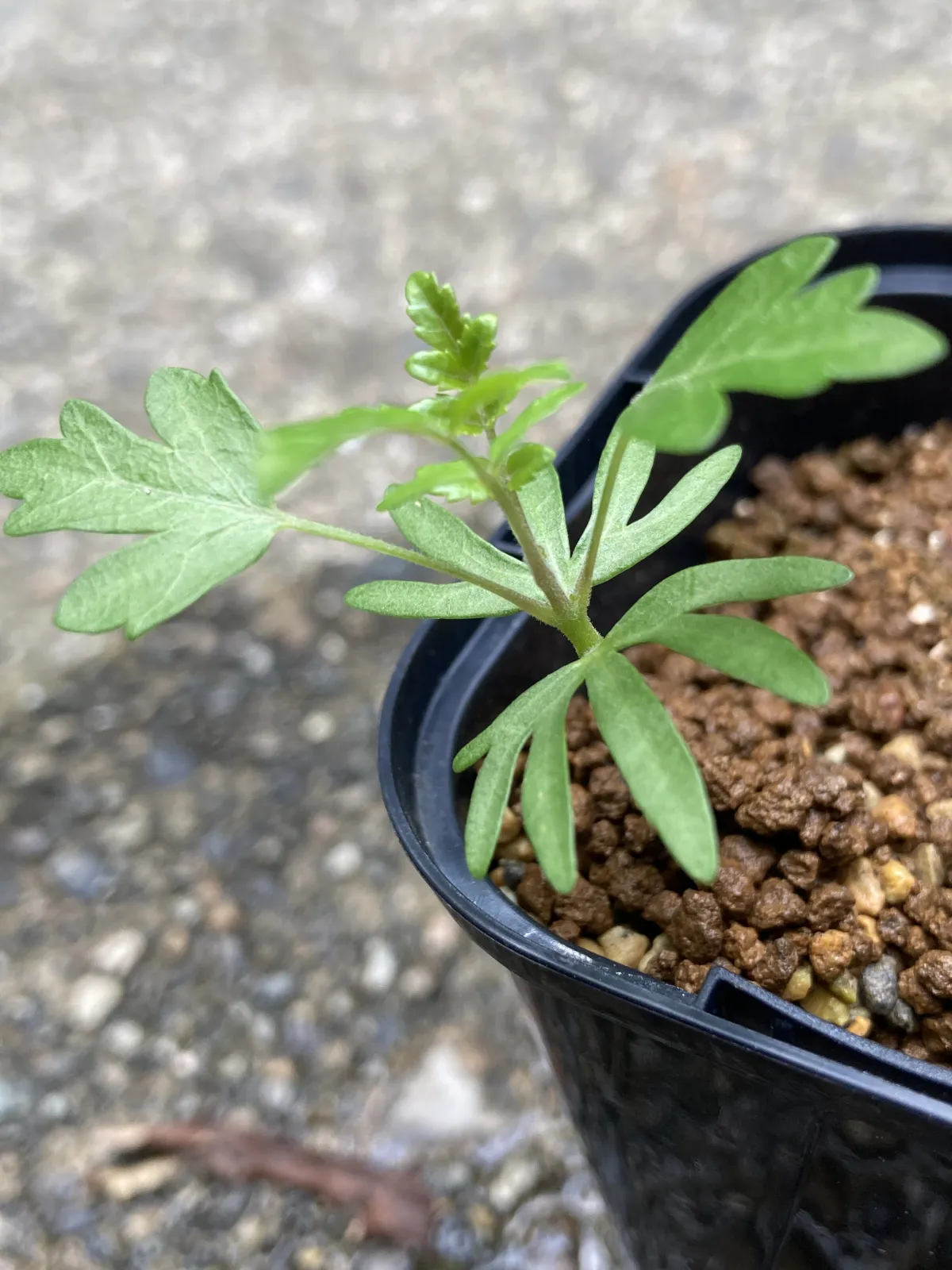 Boswellia neglecta (ボスウェリア ネグレクタ)