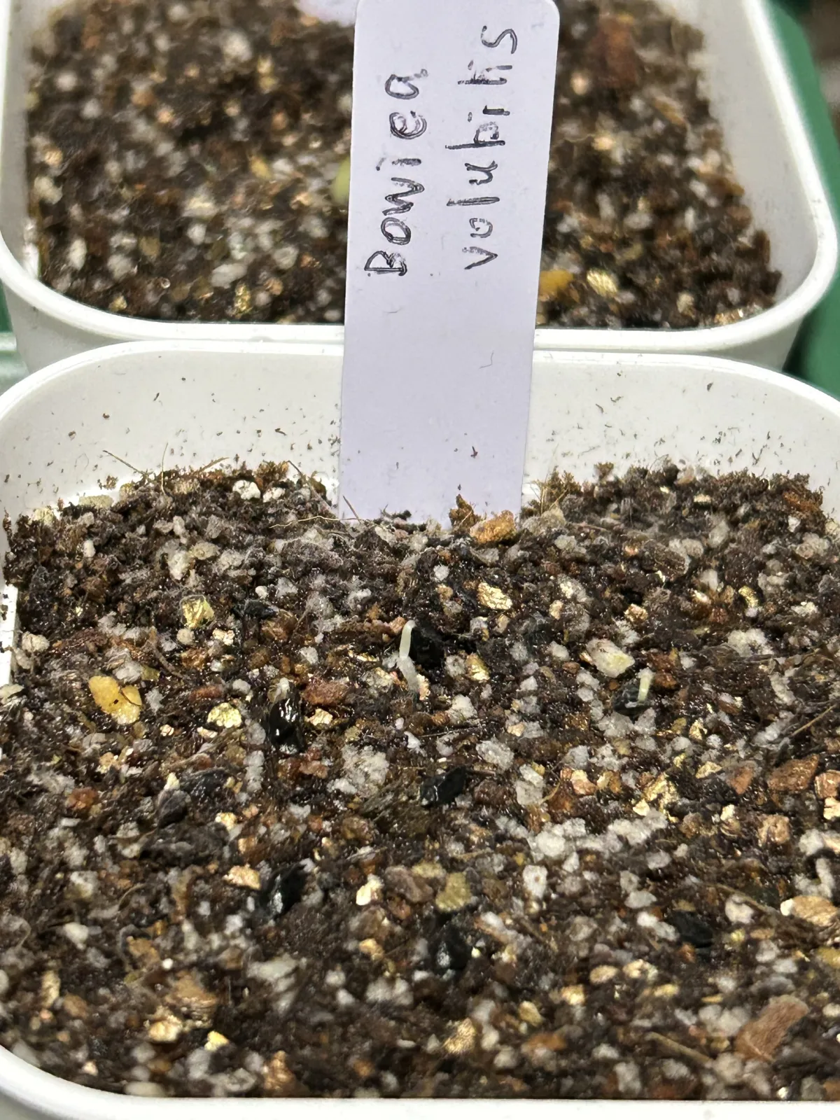 Bowiea volubilis (ボウィエア ボルビリス 蒼角殿)