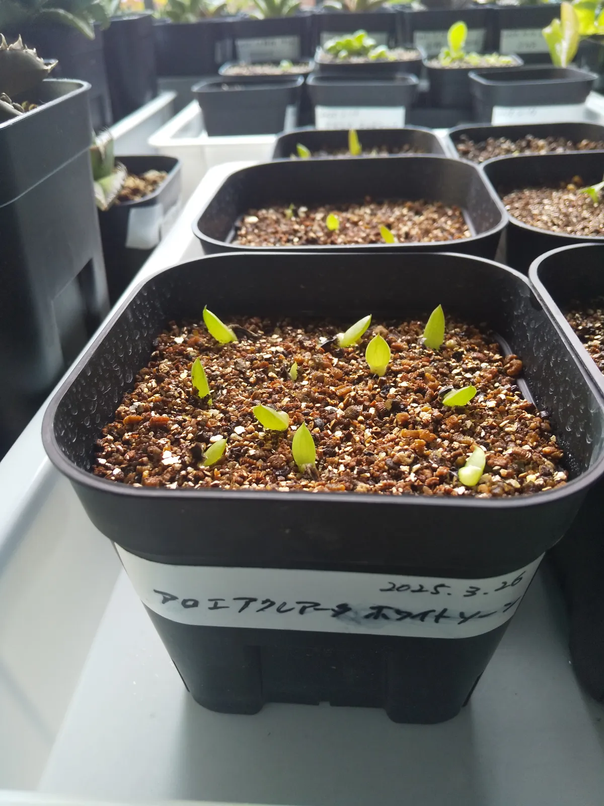 Aloe aculeata (アロエ アクレアータ ホワイトソーン)