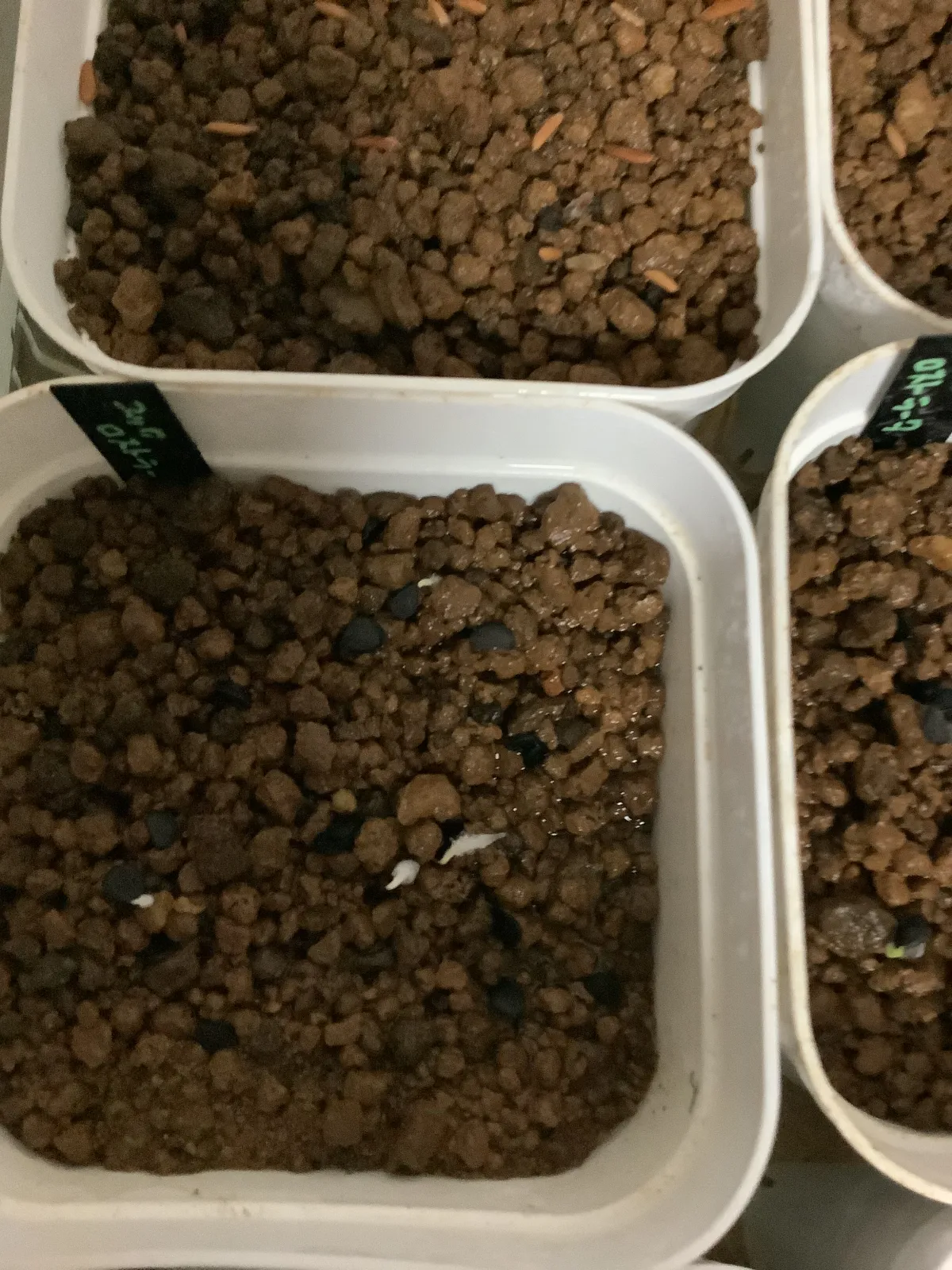 Yucca rostrata (ユッカ ロストラータ)