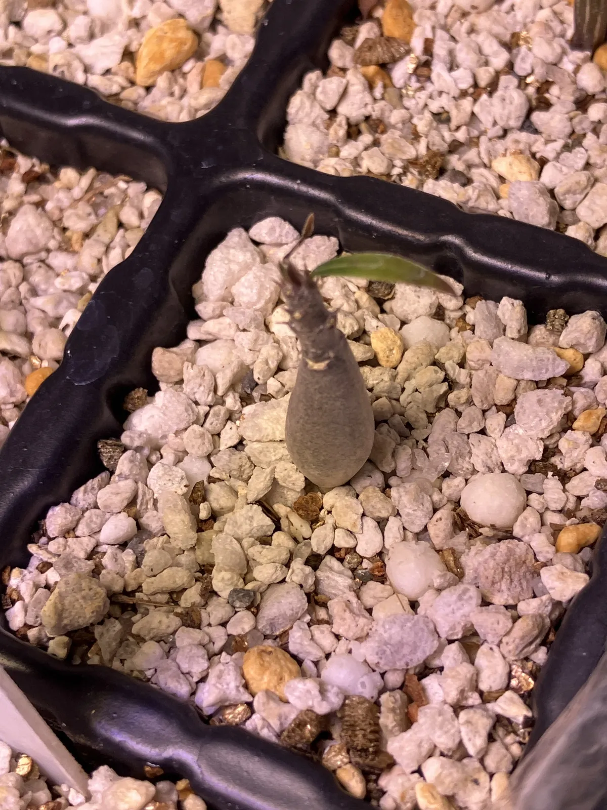 Pachypodium rosulatum var. gracilius (パキポディウム グラキリス)