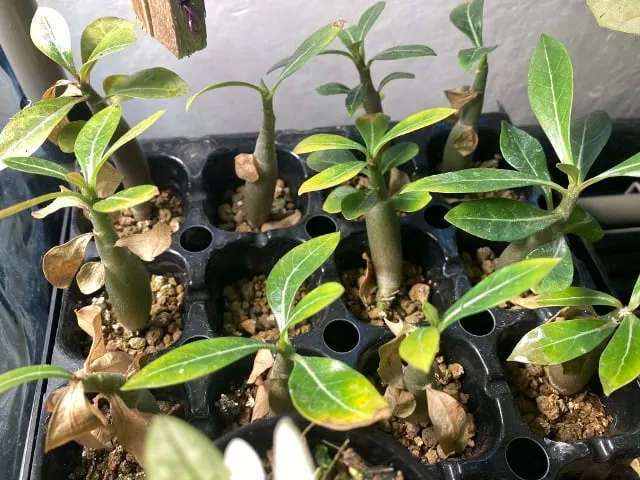 Adenium obesum (アデニウム オベスム)