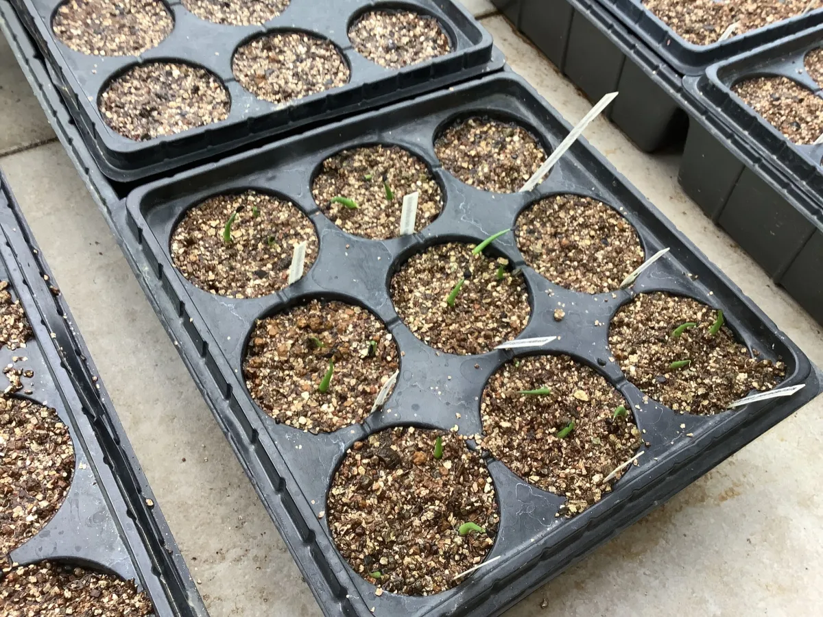 Agave utahensis var. nevadensis (アガベ ユタエンシス ネヴァデンシス)