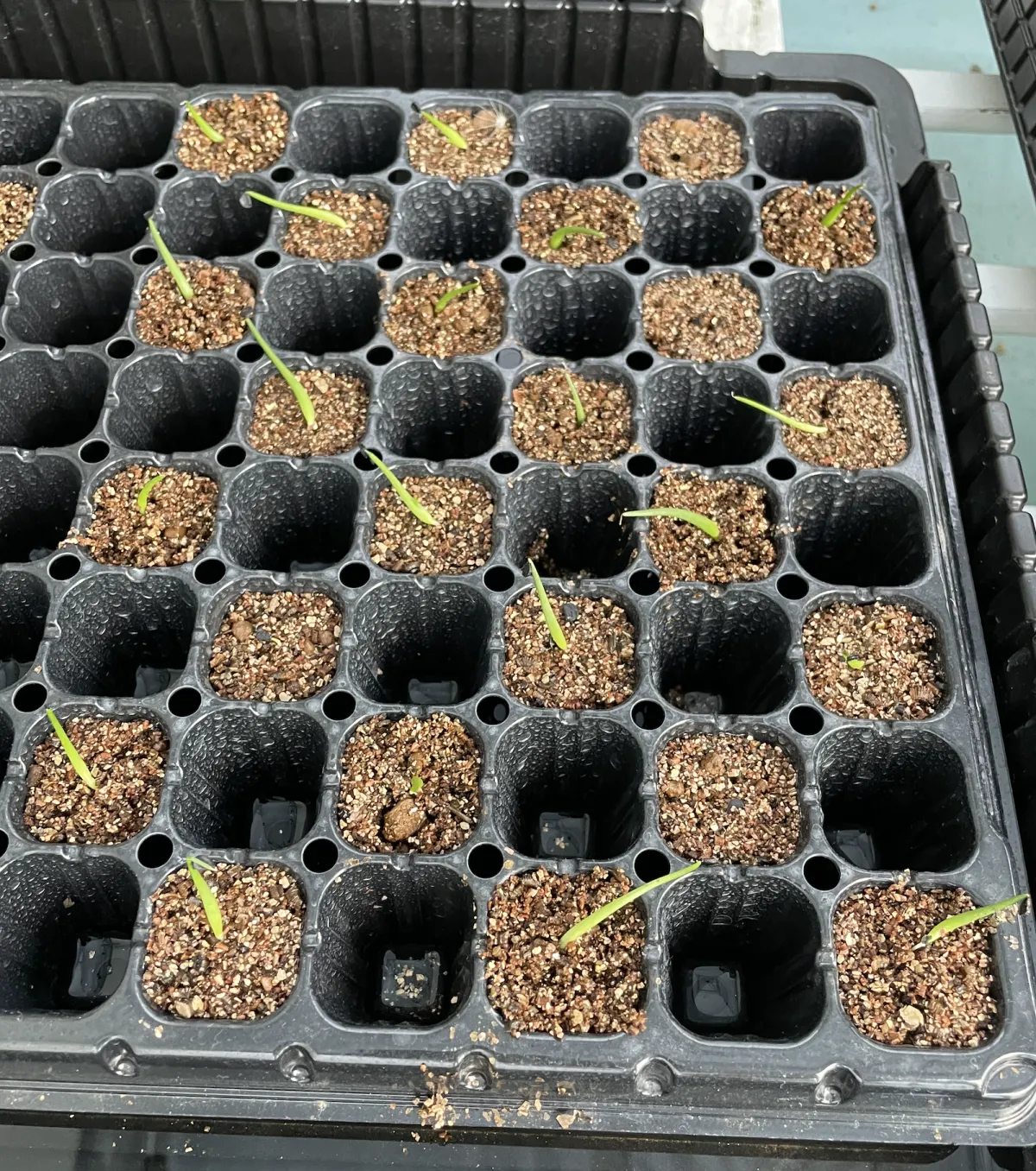 Agave utahensis var. eborispina (アガベ エボリスピナ)