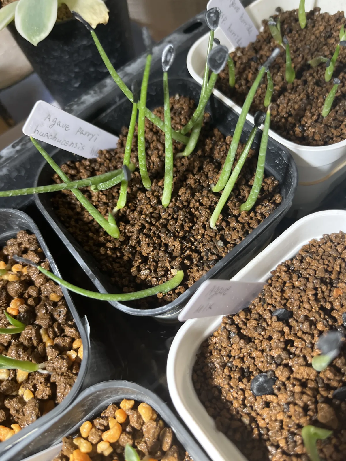 Agave parryi var. huachucensis 'Wakefield' (アガベ パリー ウェイクフィールド)